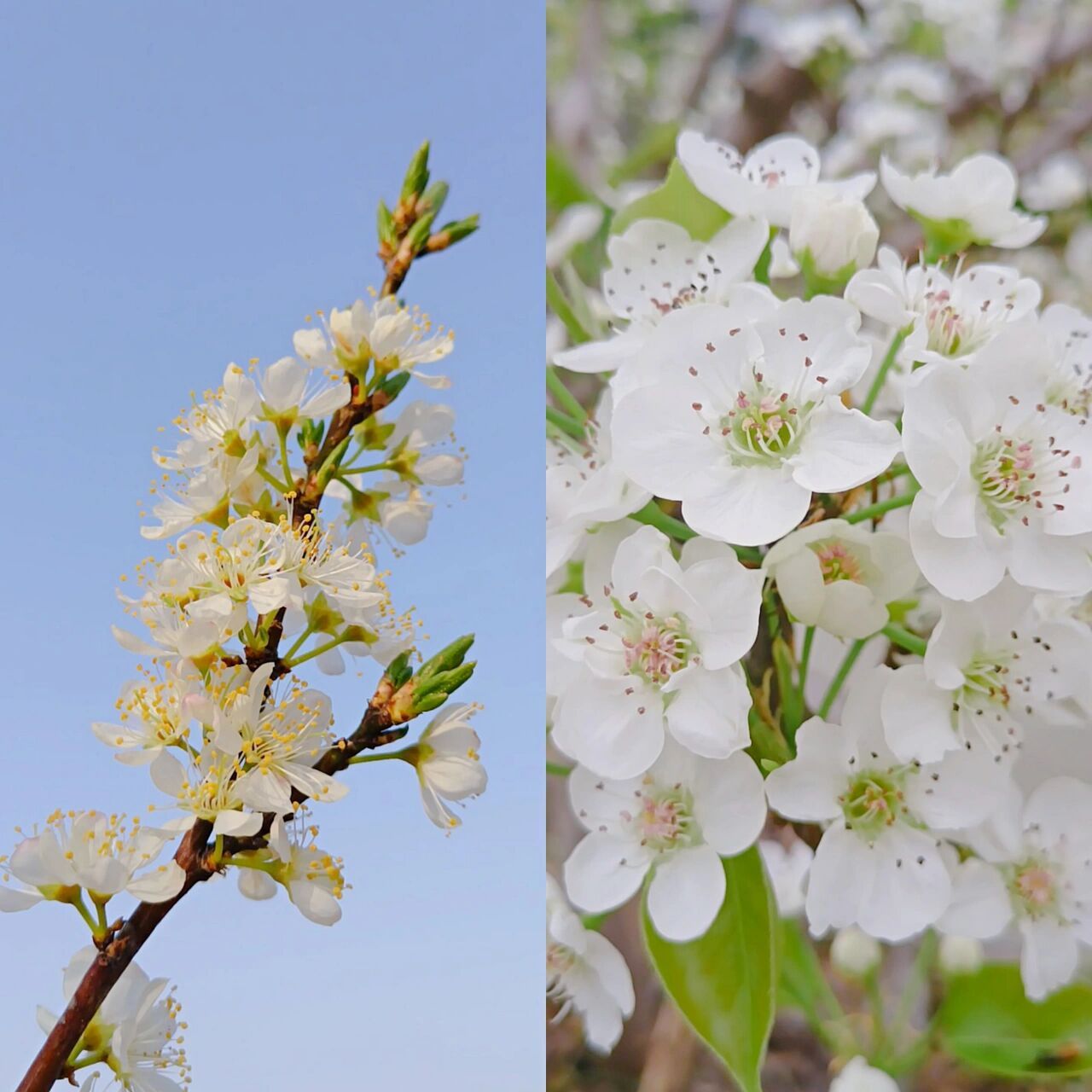 李花 vs 梨花 李花和梨花的区别是什么呢?