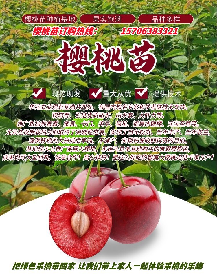 潘凤荣蜜露大樱桃图片