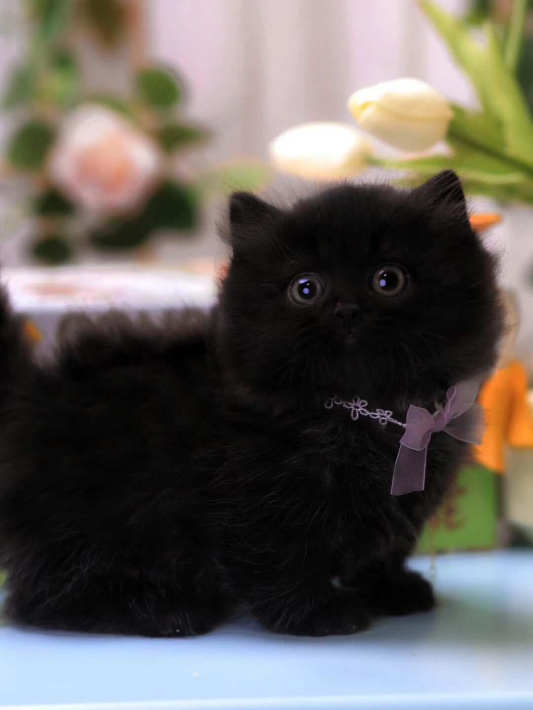 精品纯黑拿破仑矮脚猫 长毛短腿猫 98纯黑拿破仑矮脚弟弟 很乖的