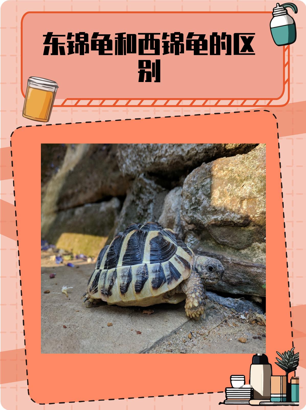 东锦龟和西锦龟的区别