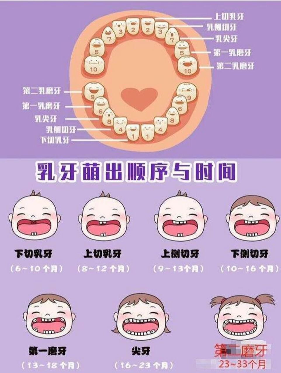 宝贝成长‖六龄齿及之后出的换的牙陪伴一生  六龄