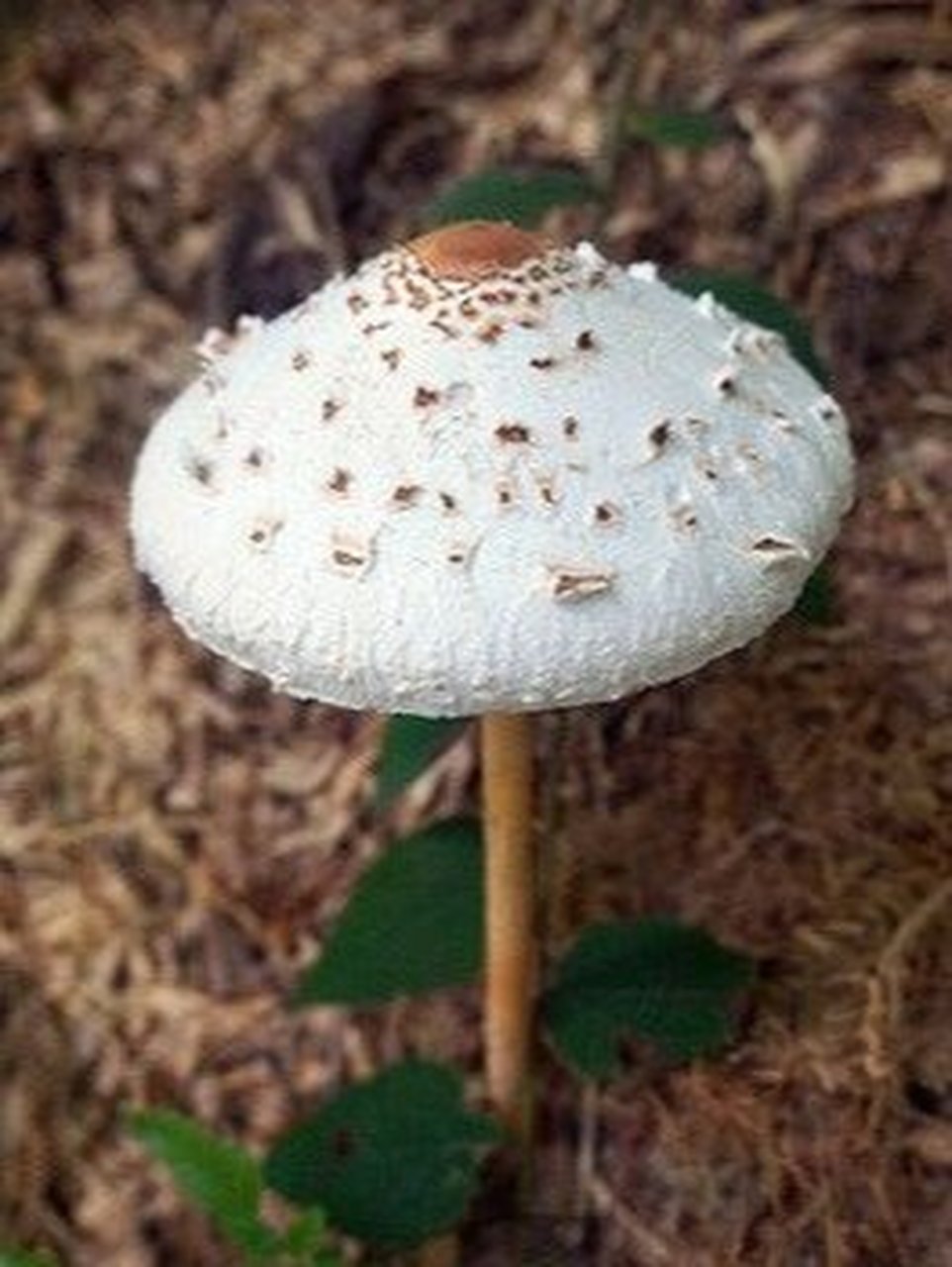 大青褶伞是剧毒蘑菇,是中国最常见和中毒事件最