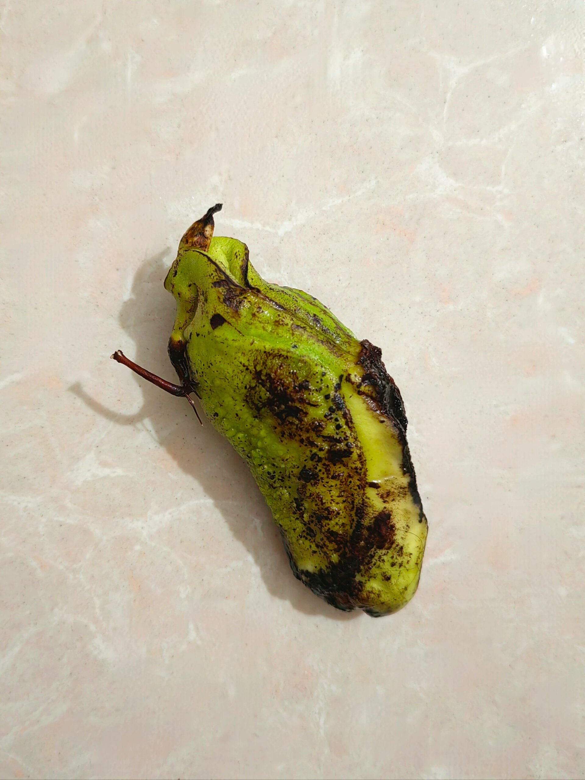 芒果核这个样子可以种了吗?03