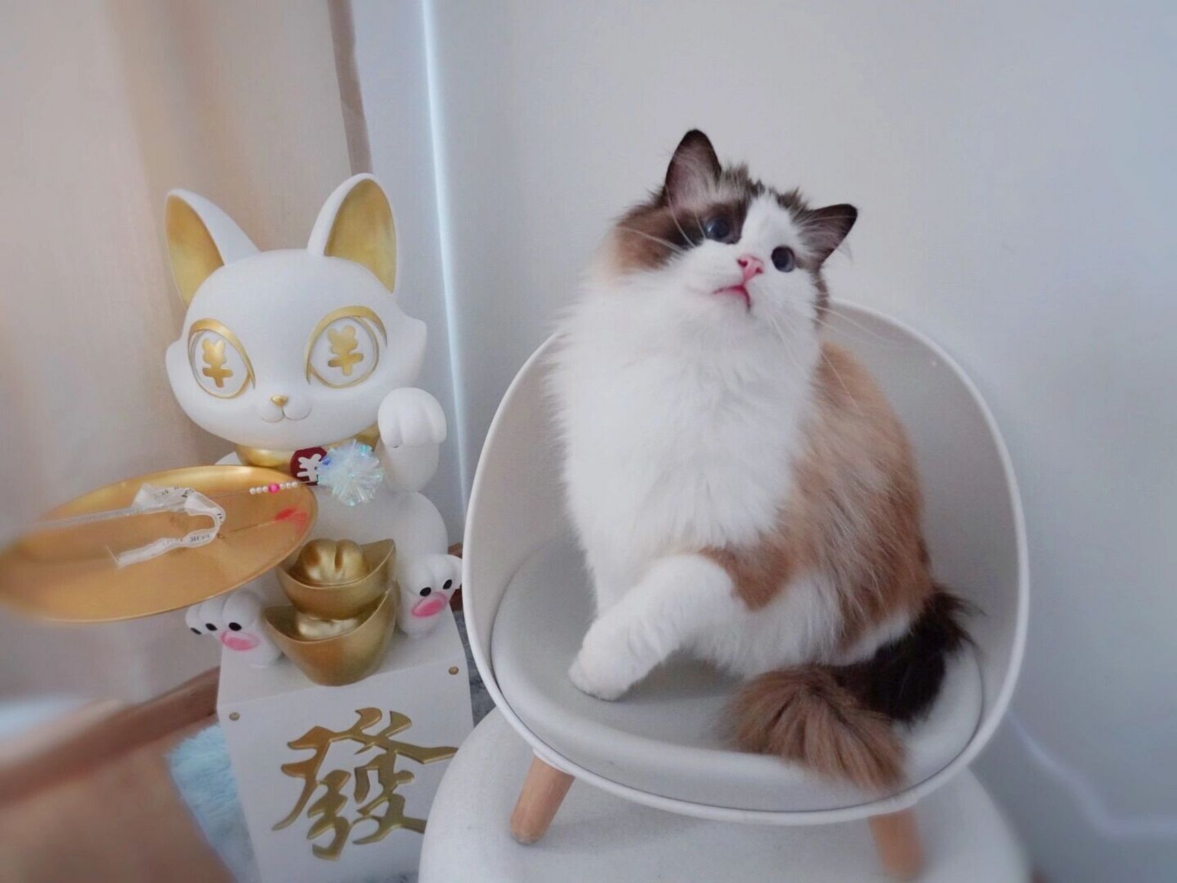 开脸不对称的布偶猫,谁说不可爱呢?