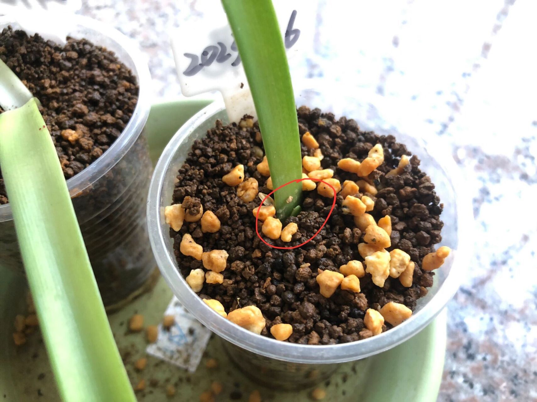 朱顶红小苗兰妮长新叶啦 p1:8.6收货图,拍下规格1cm,实物1.5cm左右.