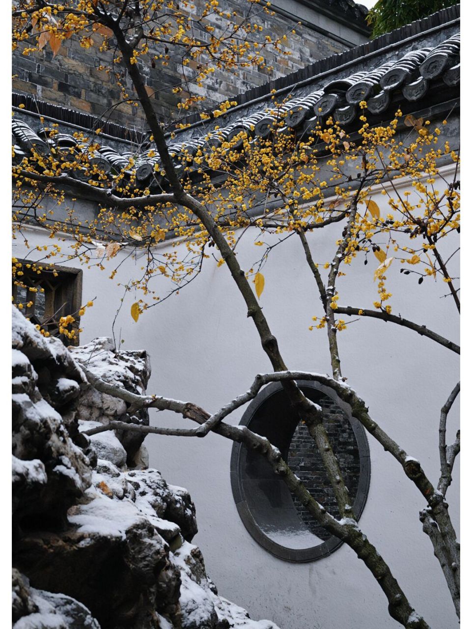 扬州个园的雪中腊梅 | 雪却输梅一段香 99关于个园 | 个园,是扬州