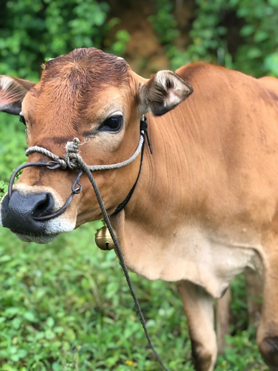 黄牛图片 🐂黄牛是一种在中国广泛分布的牛种,不仅在中国北方常见