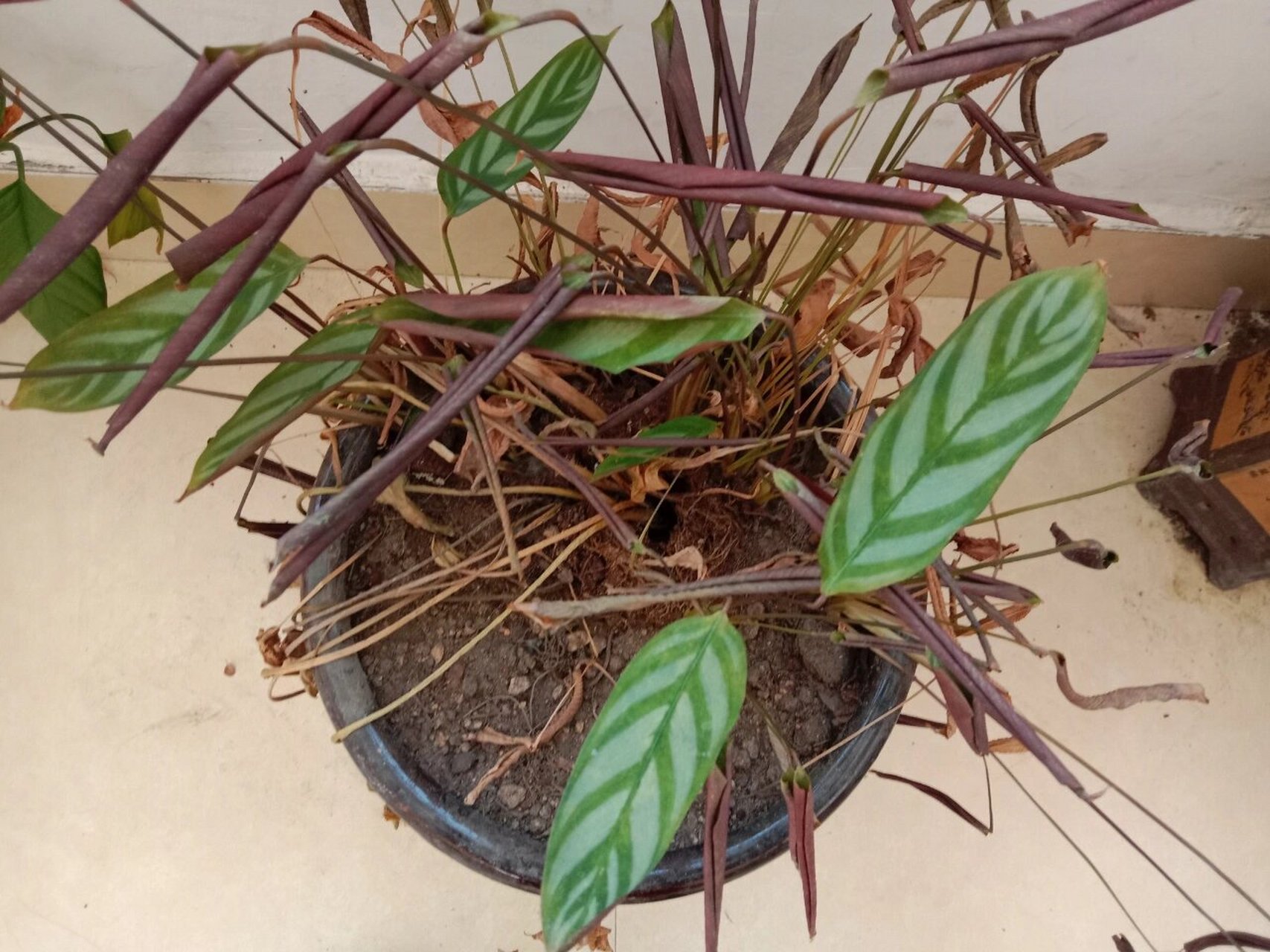 银羽竹芋,属于被子植物门下的单子叶植物纲蘘荷目竹芋科栉花芋属.