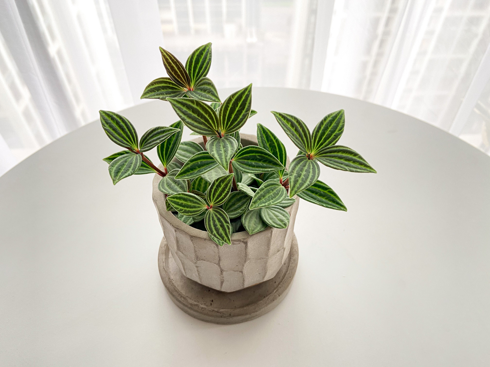 绿植养护笔记-轮叶豆瓣绿 00轮叶豆瓣绿,好像很多人又叫它白脉椒草