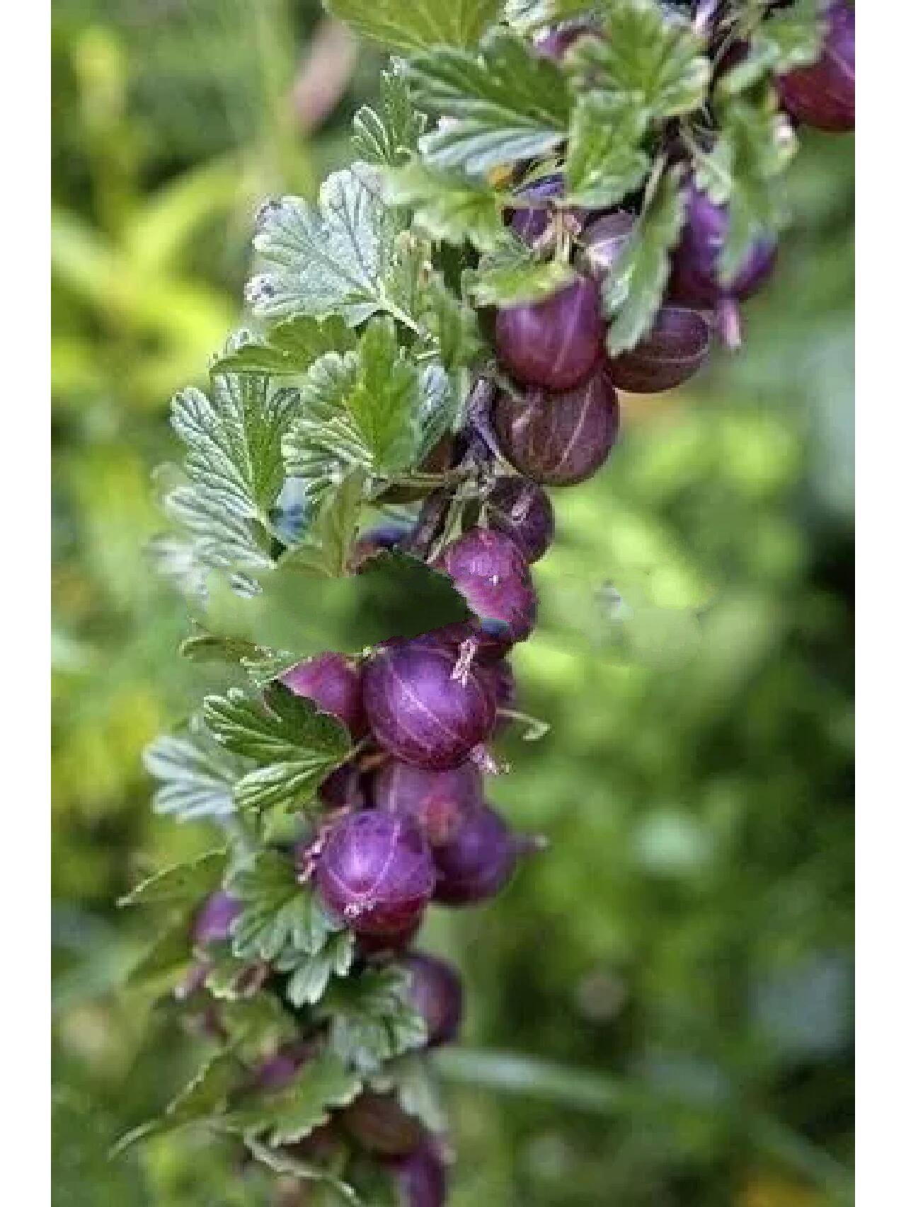 学名醋栗别名灯笼果 好看好吃又有营养的水果,朋友们都见过吗?