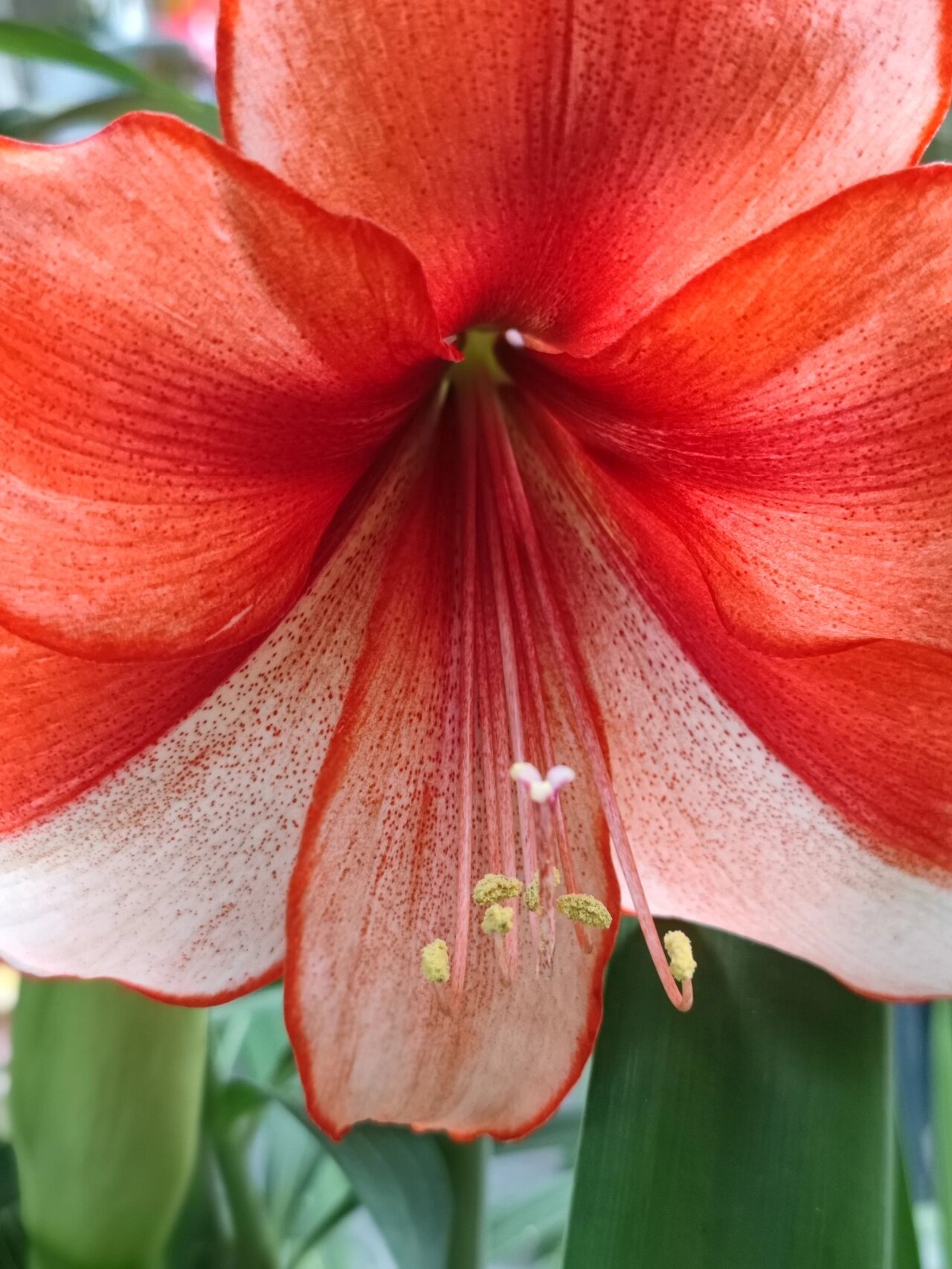 珊瑚海岸朱顶红特辑