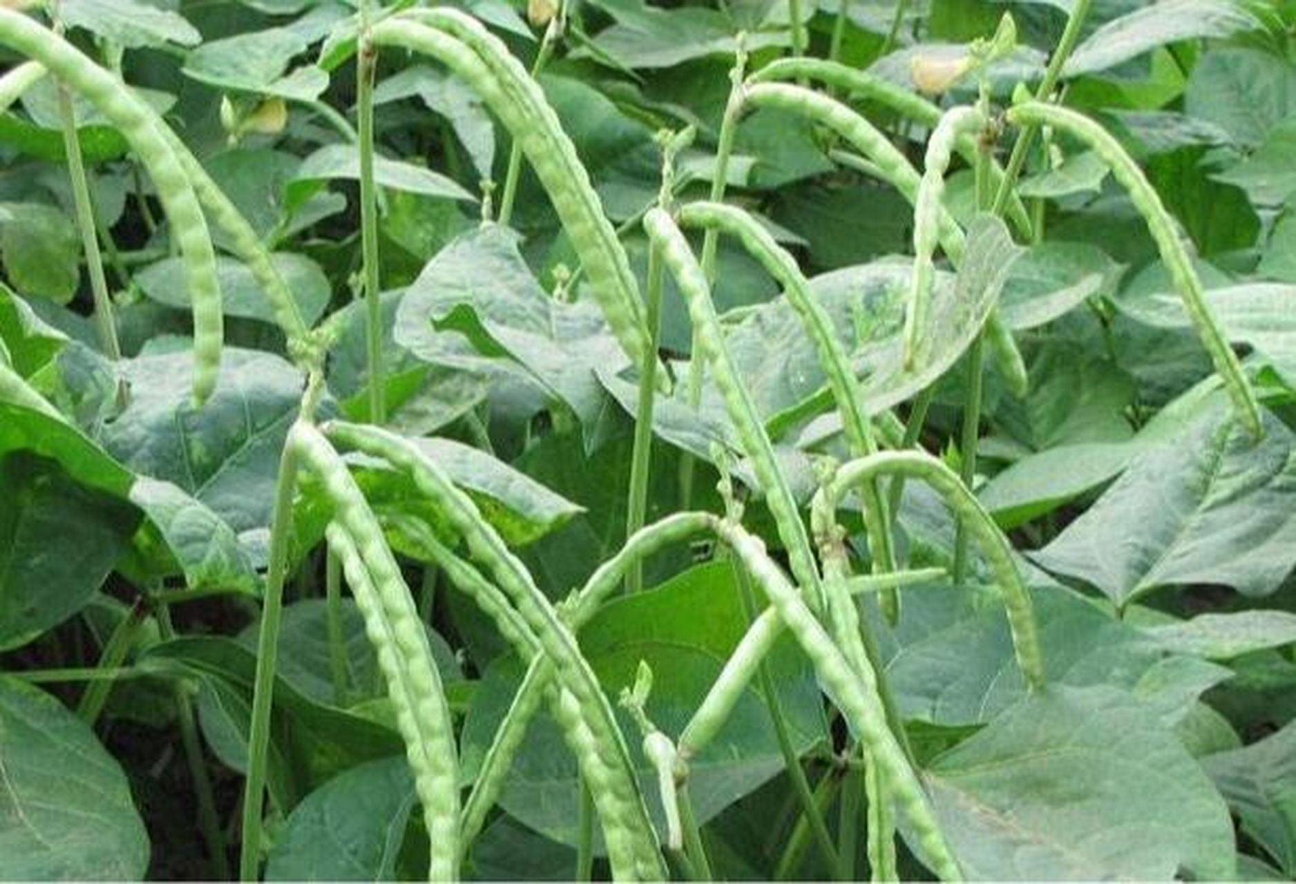 红豆种子的结构示意图图片