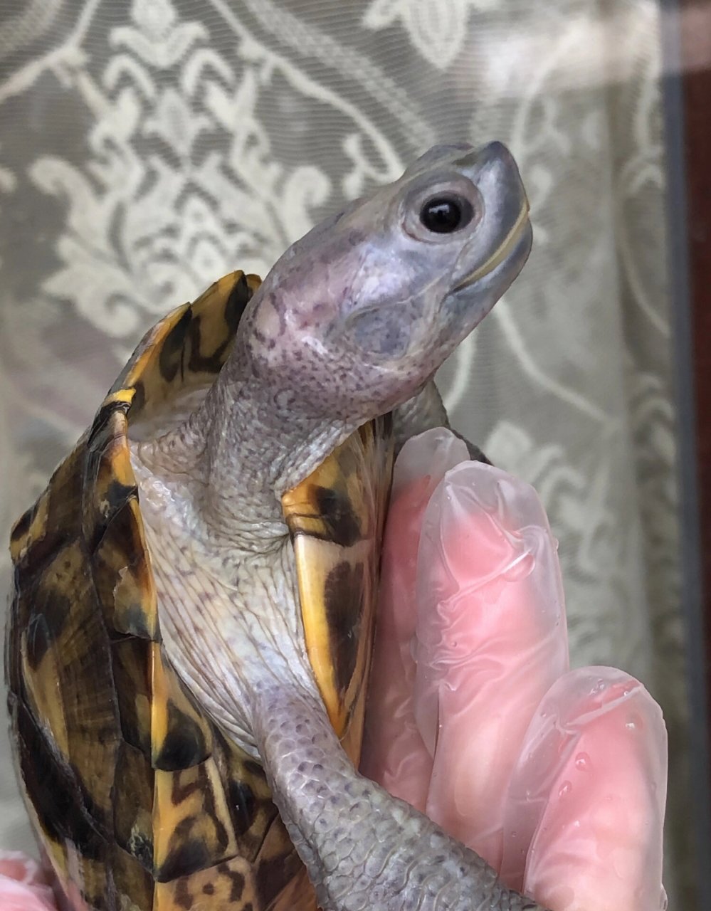 极品双魔眼黑巴西龟粗鞭公751525cm 懂货的来 特色背甲,品相如图