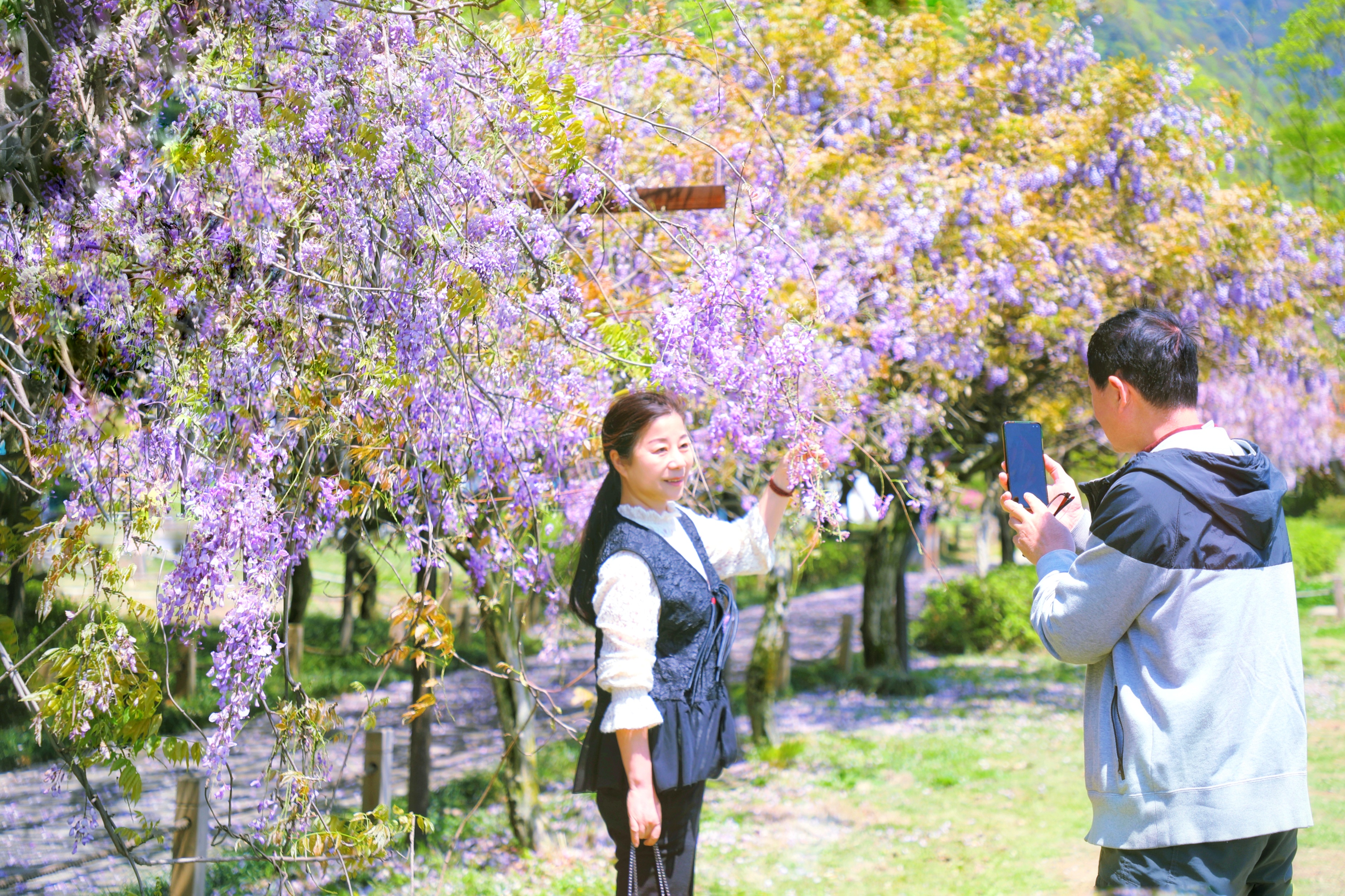 最美人间四月天!金华婺城鹿女湖畔紫藤花开如瀑
