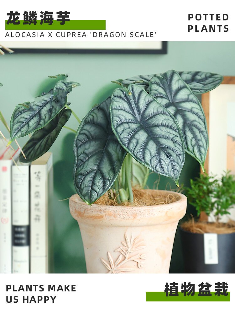 龙鳞海芋|养护小知识95 -00 	 龙鳞海芋是天南星科,海芋属植物 学