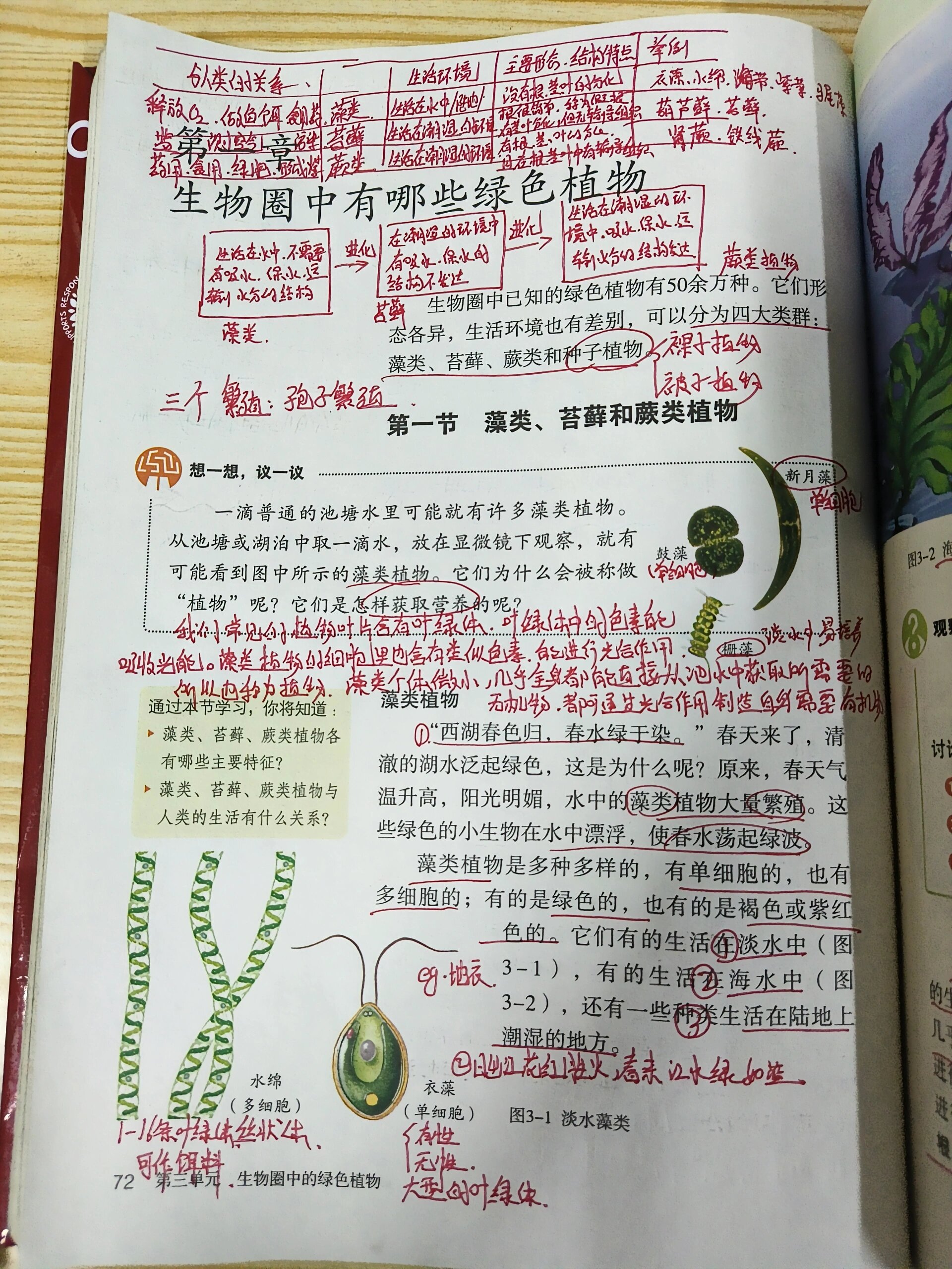 十种藻类植物图片