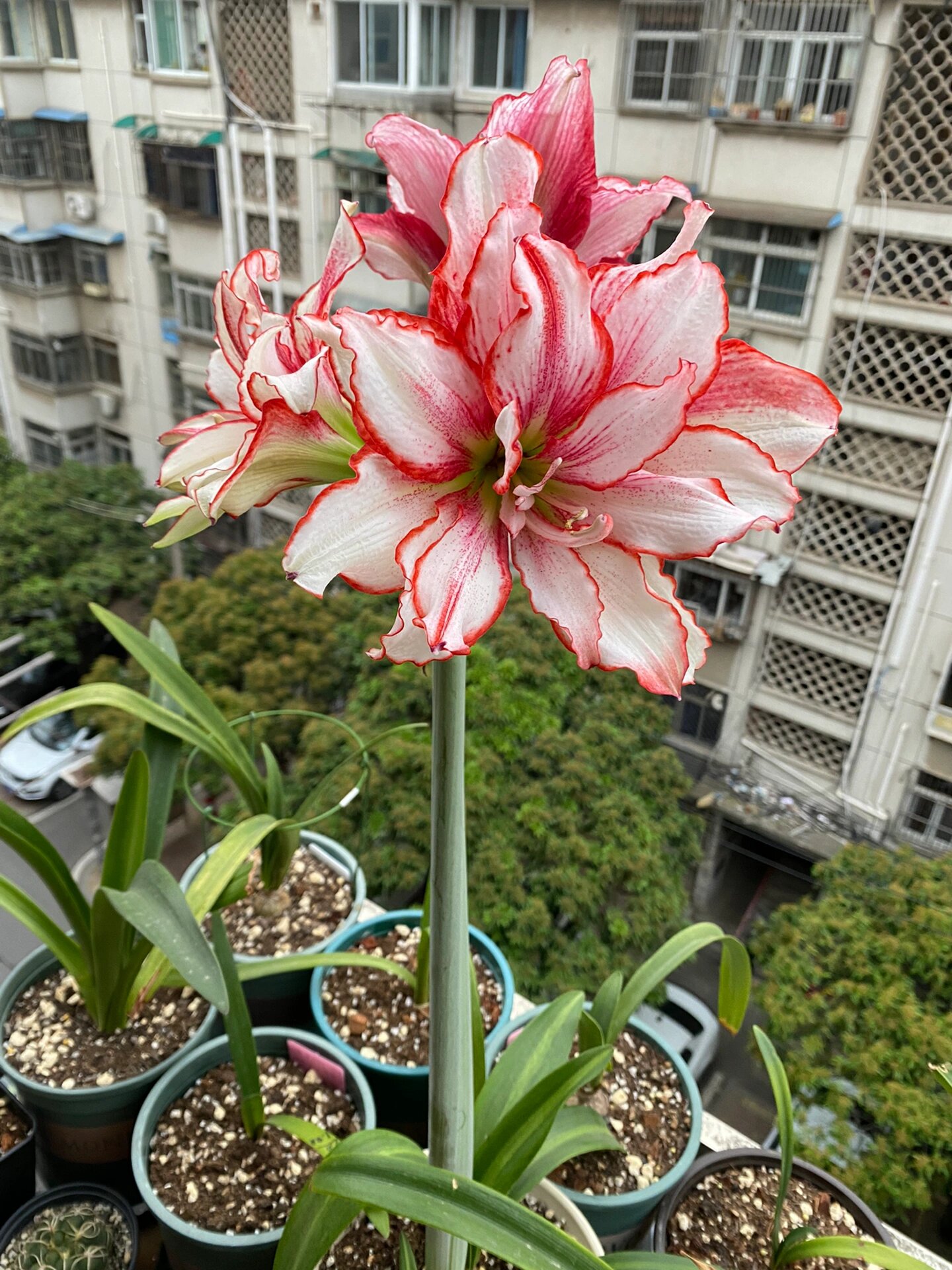 朱顶红白肋鬼魅