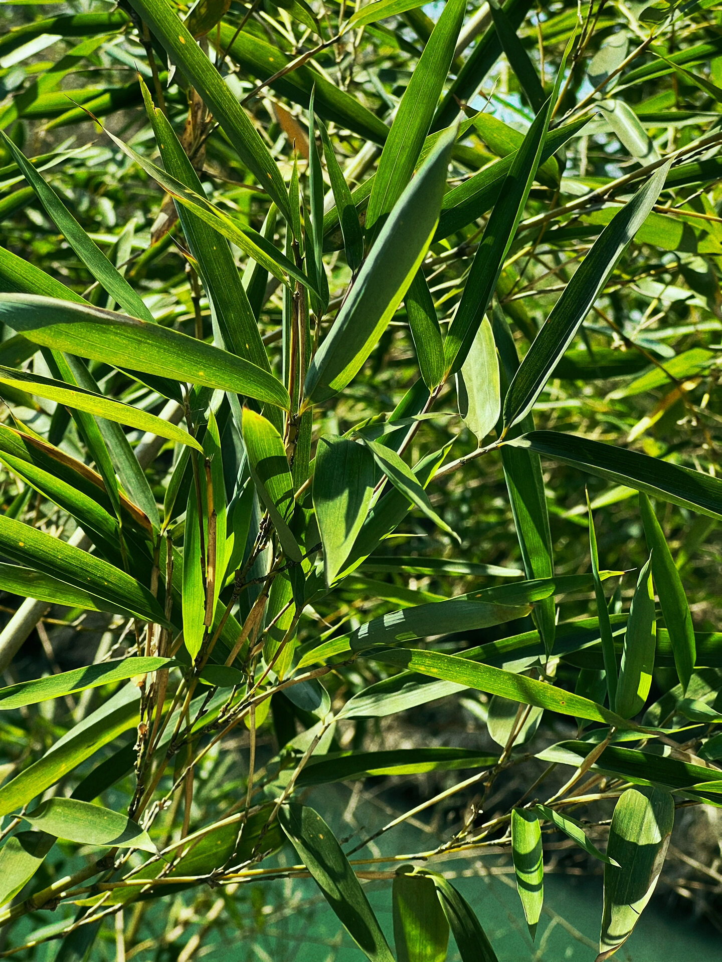 德钦箭竹? 绢毛北美箭竹? ……… 	 我不认识!