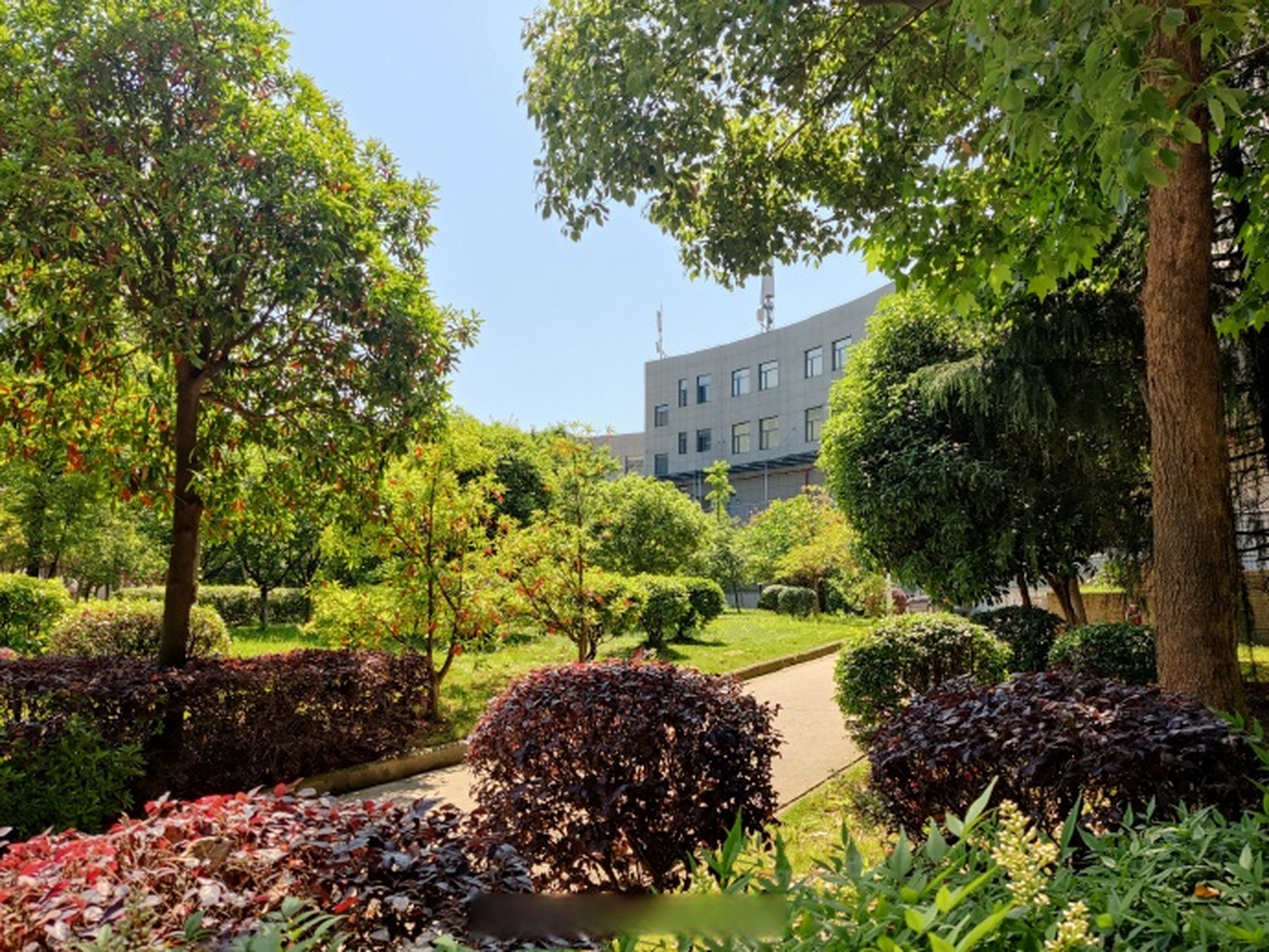 武汉传媒学院# #武传一角# 夏韵怜疏影,摇扇听翠声.