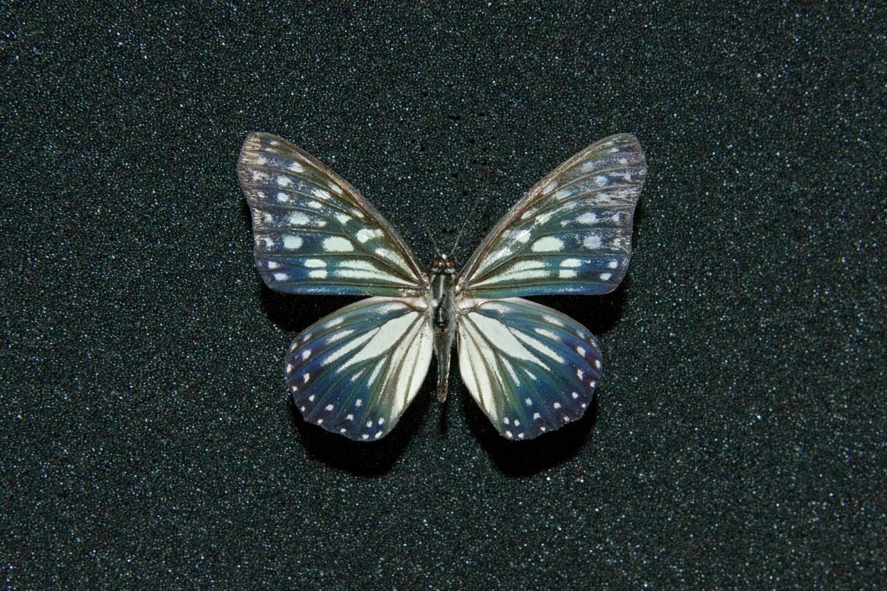 【apatura的标本收藏——拟斑脉蛱蝶】