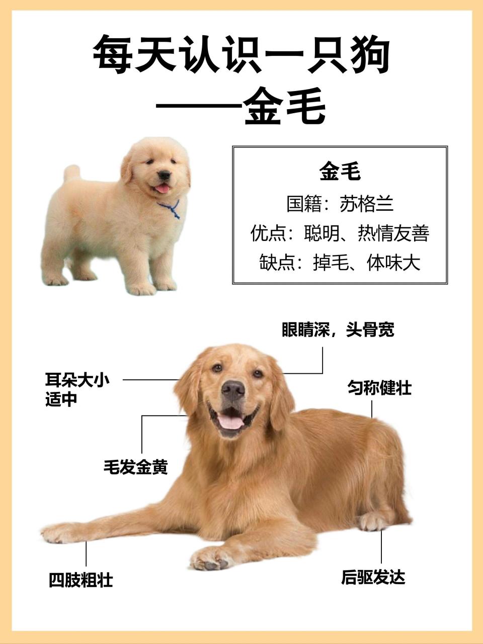 金毛犬的特点图片