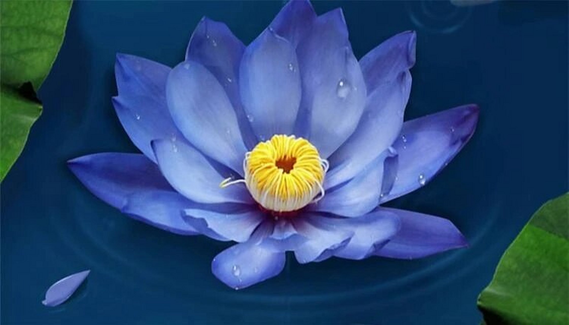 蓝睡莲花语——永恒的等待 蓝睡莲的故事分享: 在遥远的古埃及,男人