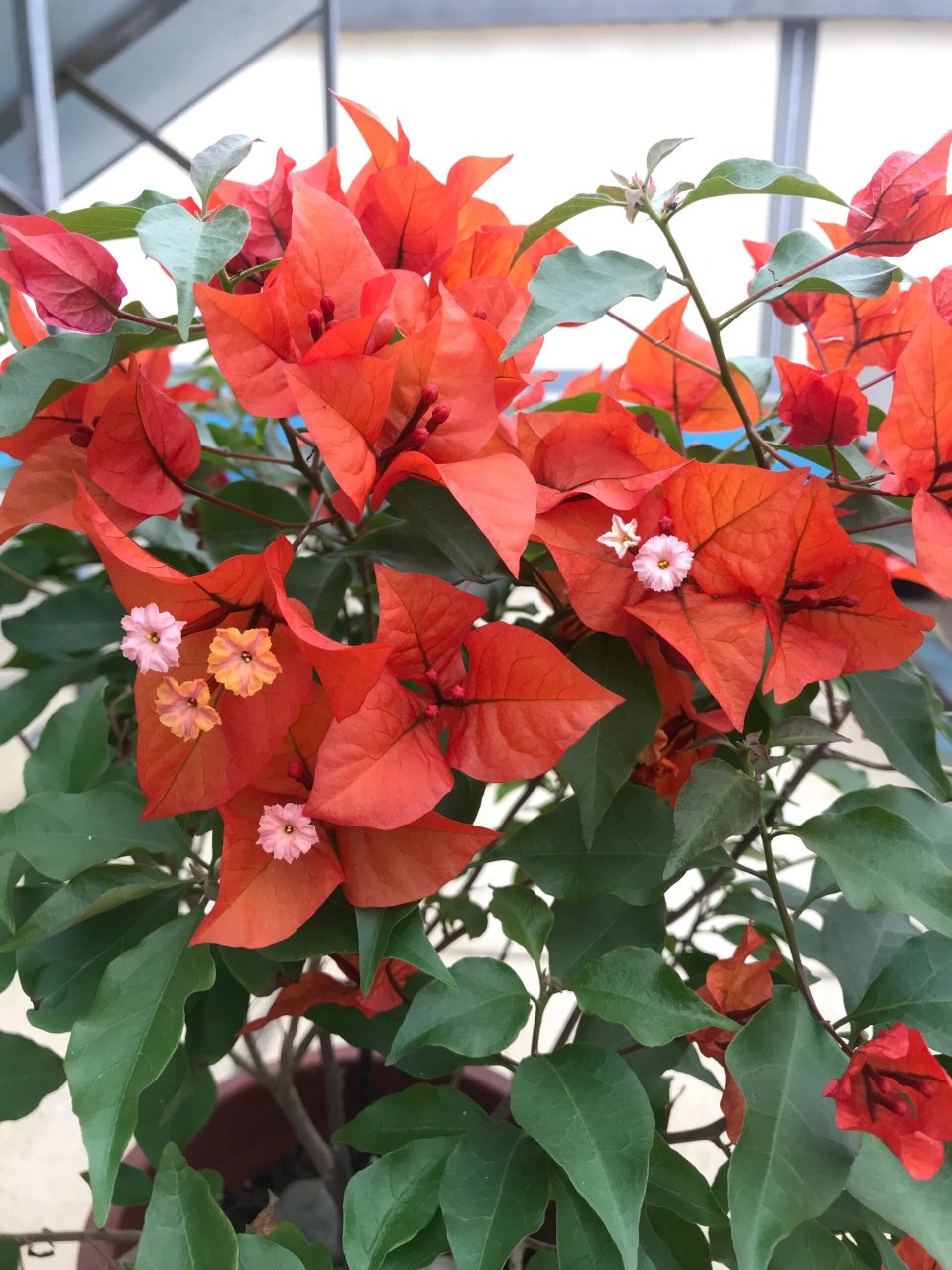 春天赏花|热火桑巴三角梅 喜欢热火桑巴尖尖且舒展的花瓣,尤其喜欢它