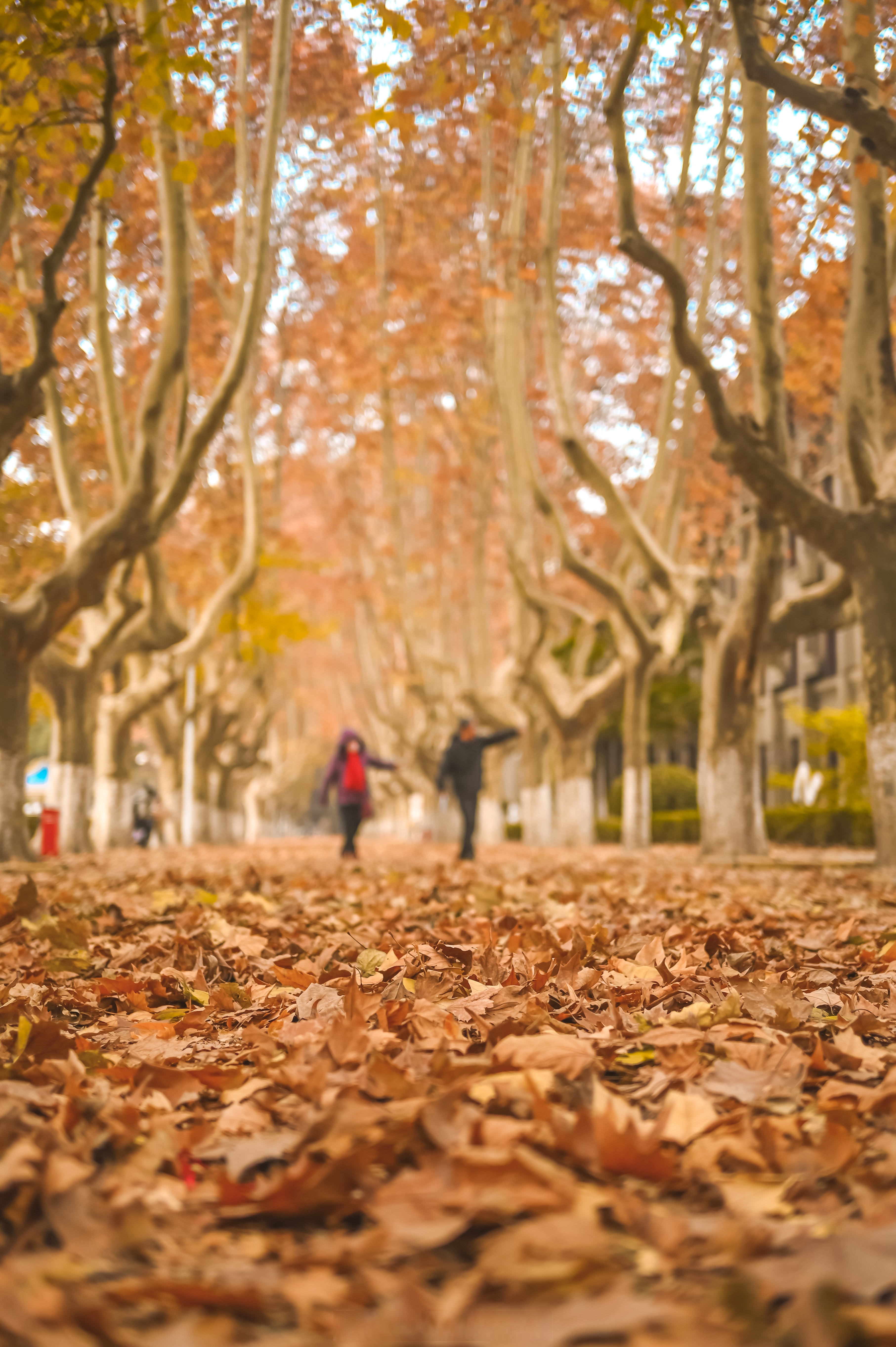 2023西安交大金色梧桐节##金色梧桐季体验氛围感西交#