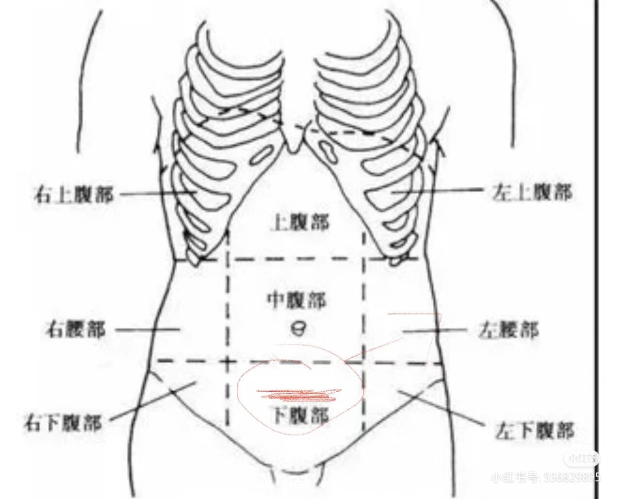 女生腹部下方 下腹部图片