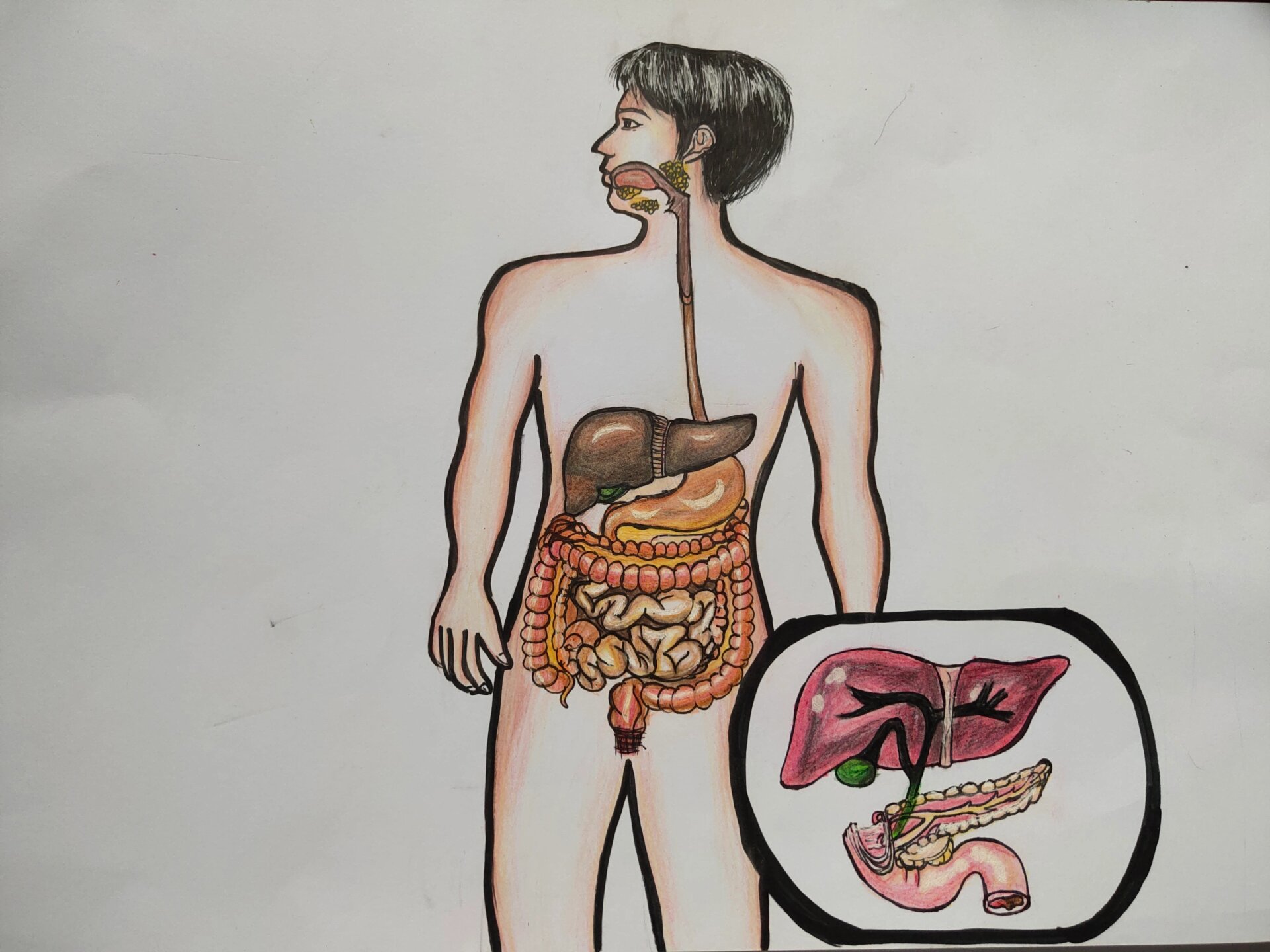 七下生物手抄报第二章人体的营养消化与吸收