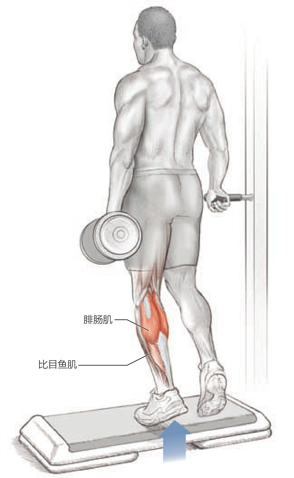 小腿三头肌肌肉起止点及功能 小腿三头肌由浅层的腓肠肌和深层的