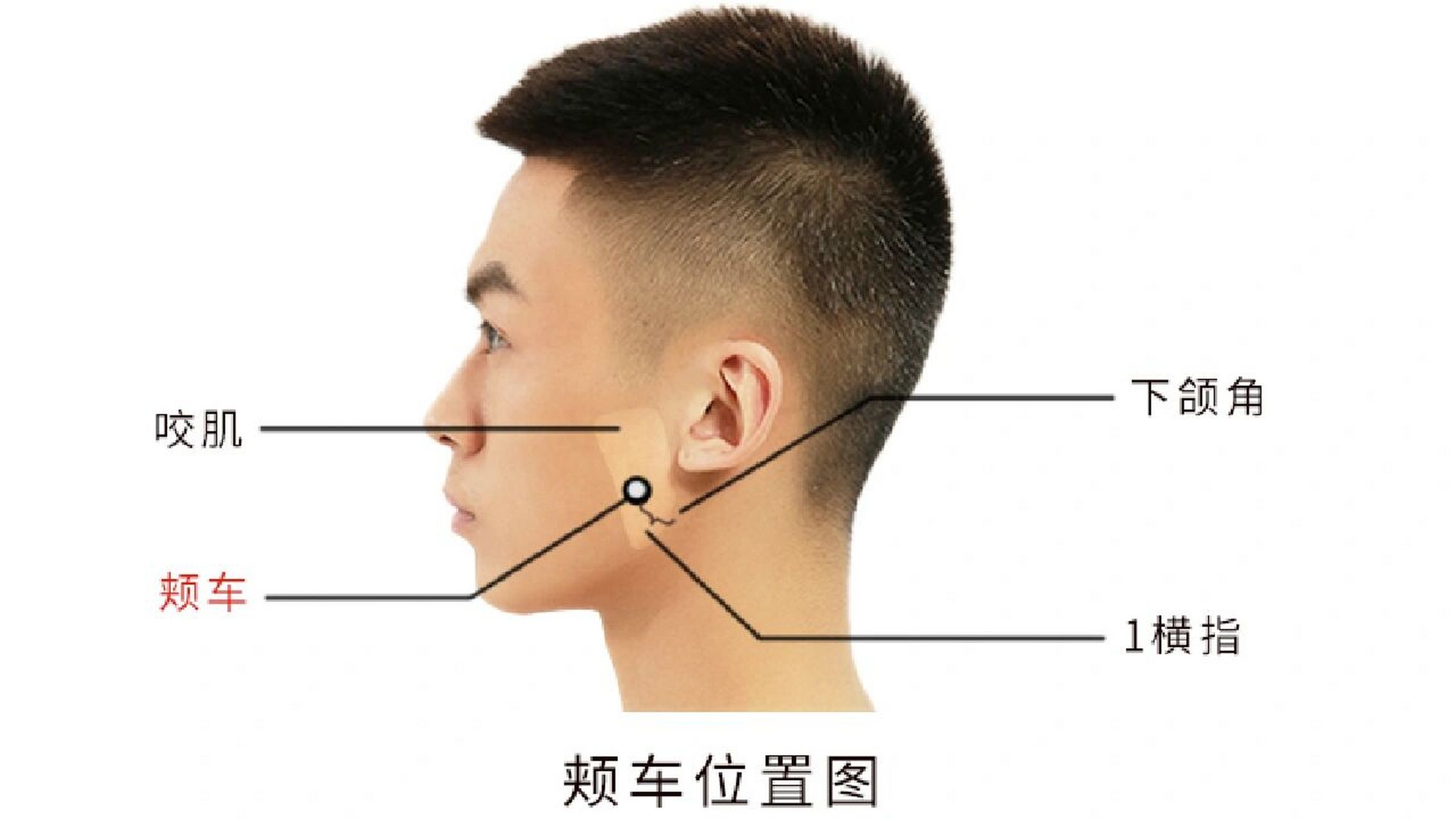 颊侧翼缘区图片