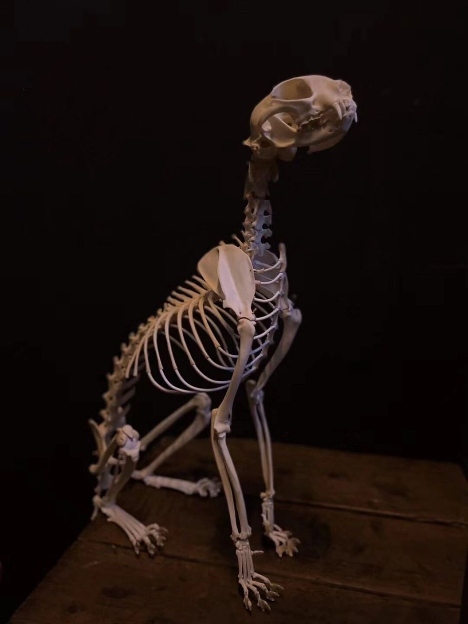 骨骼之美|猫 骨骼 标本