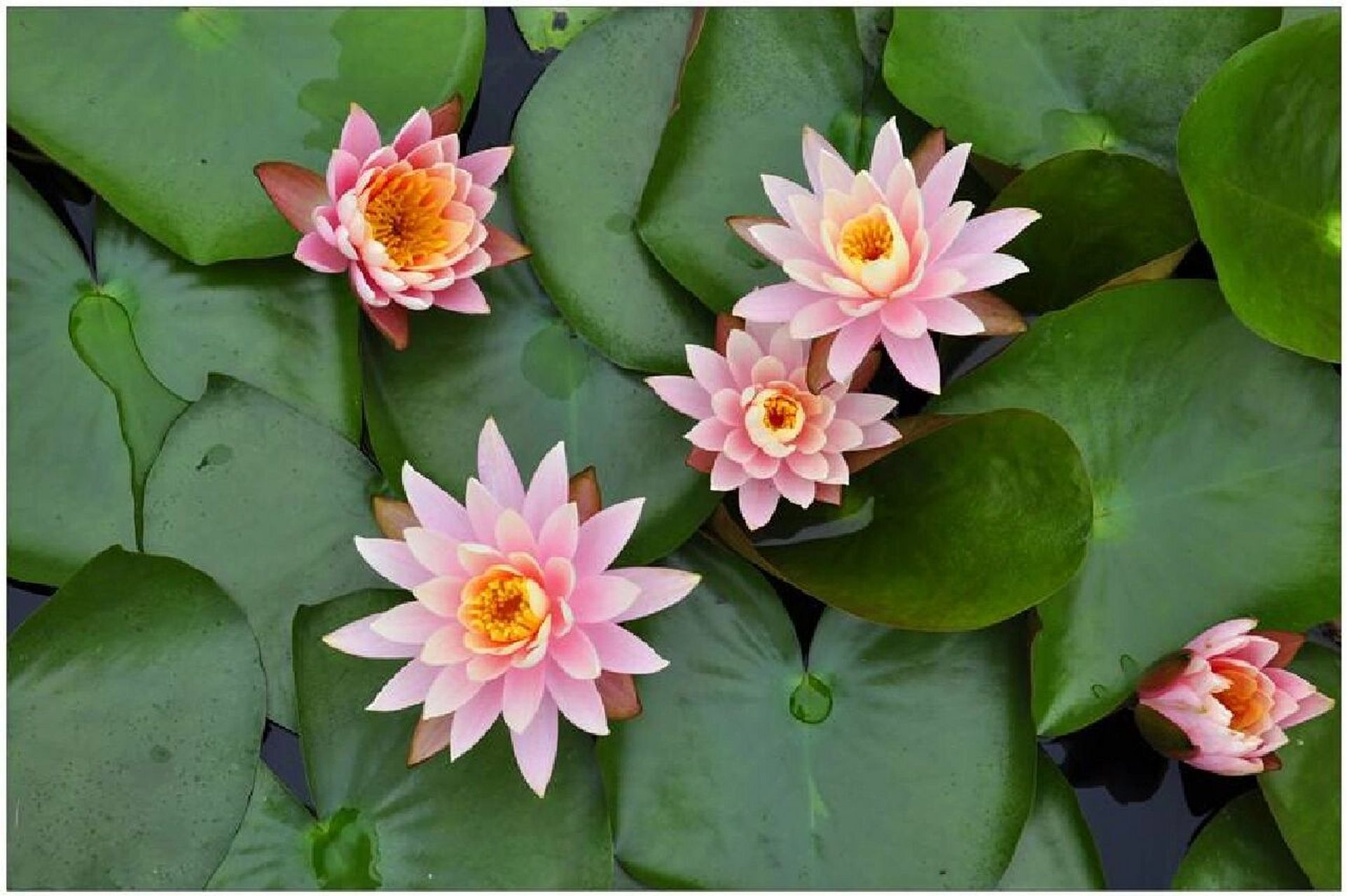 睡蓮的花語 睡蓮(學名:nymphaea tetragona georgi)【別名:水浮蓮