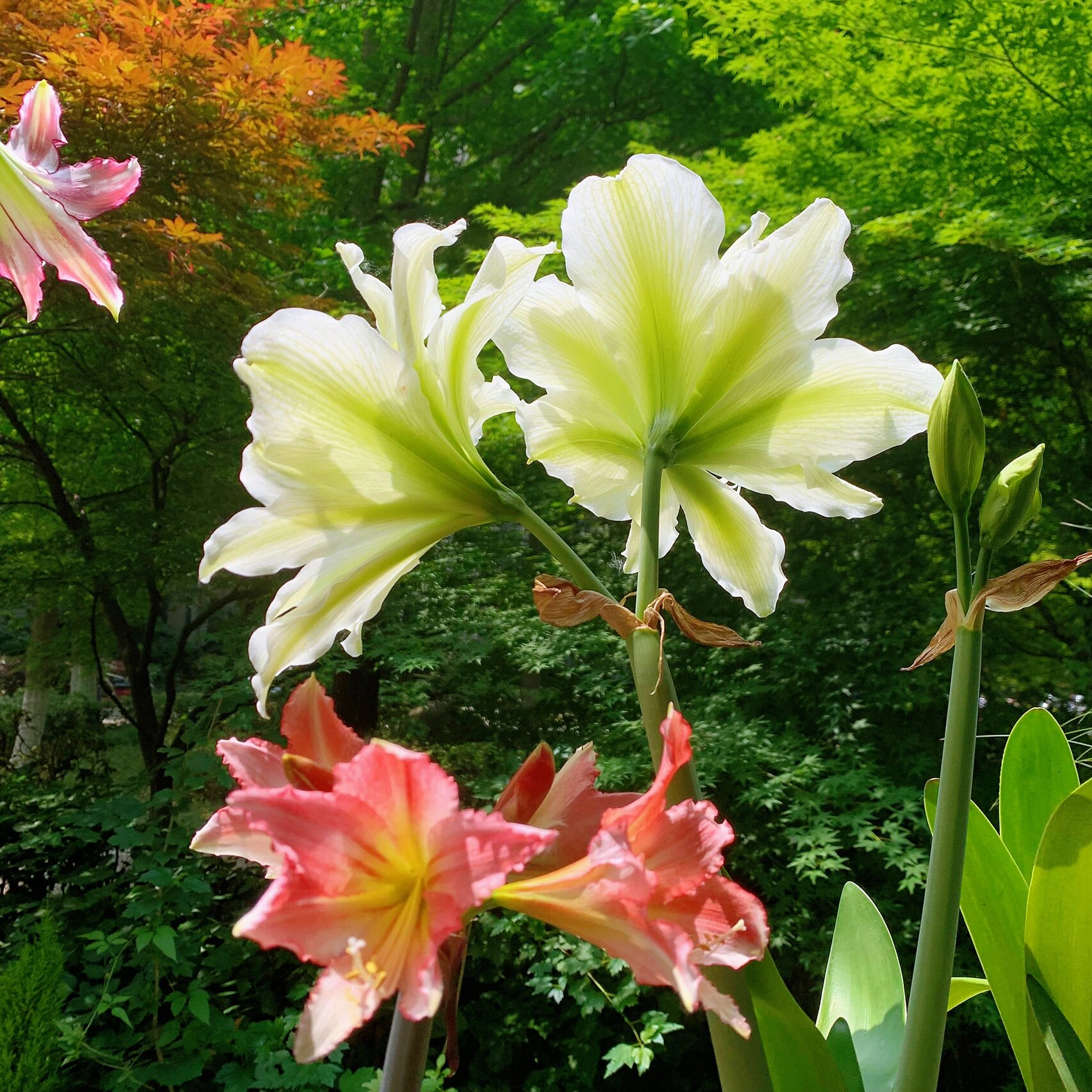 飘逸优秀的白色朱顶红-玛丽琳