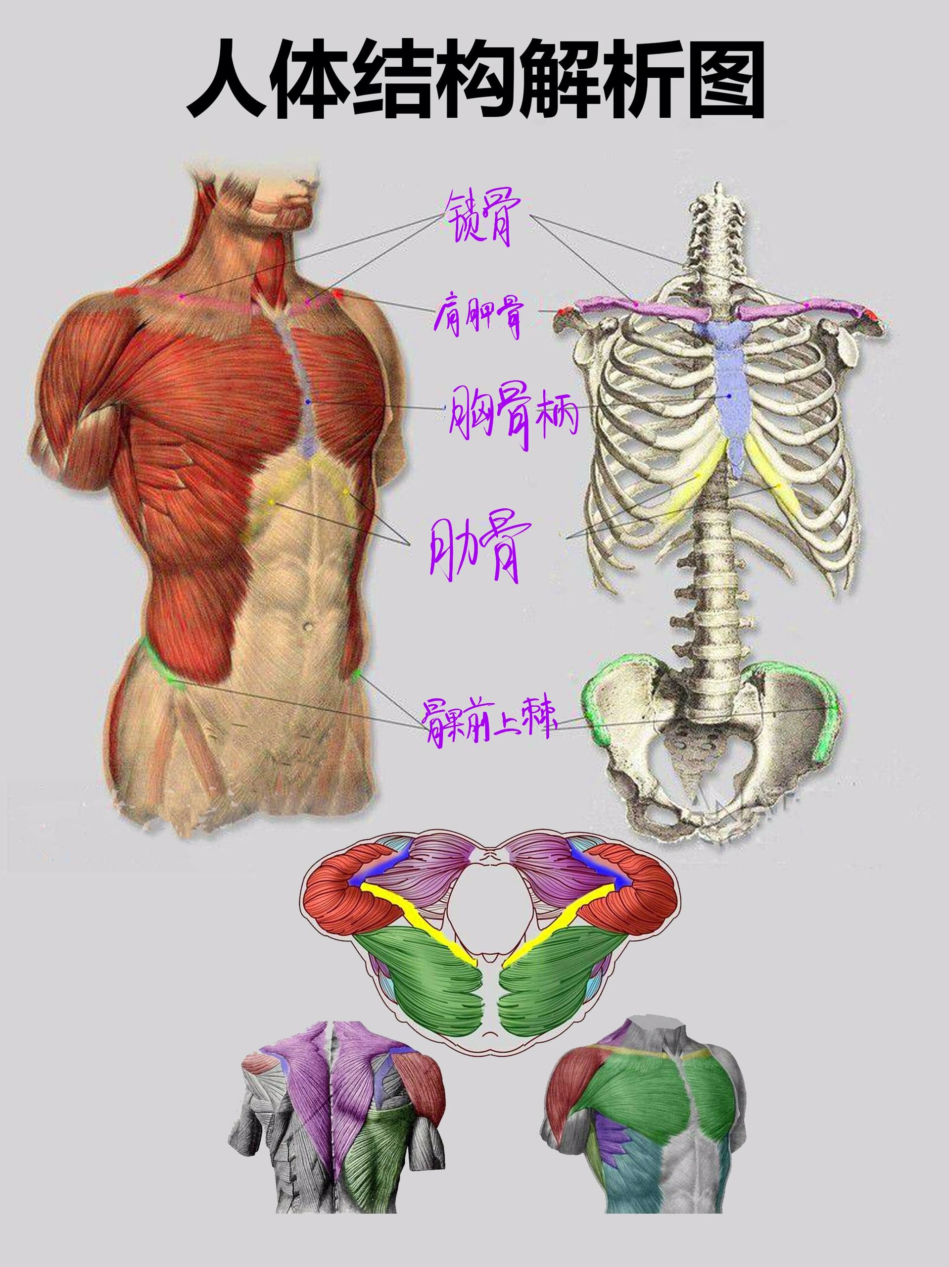 人体骨骼肌肉结构解析