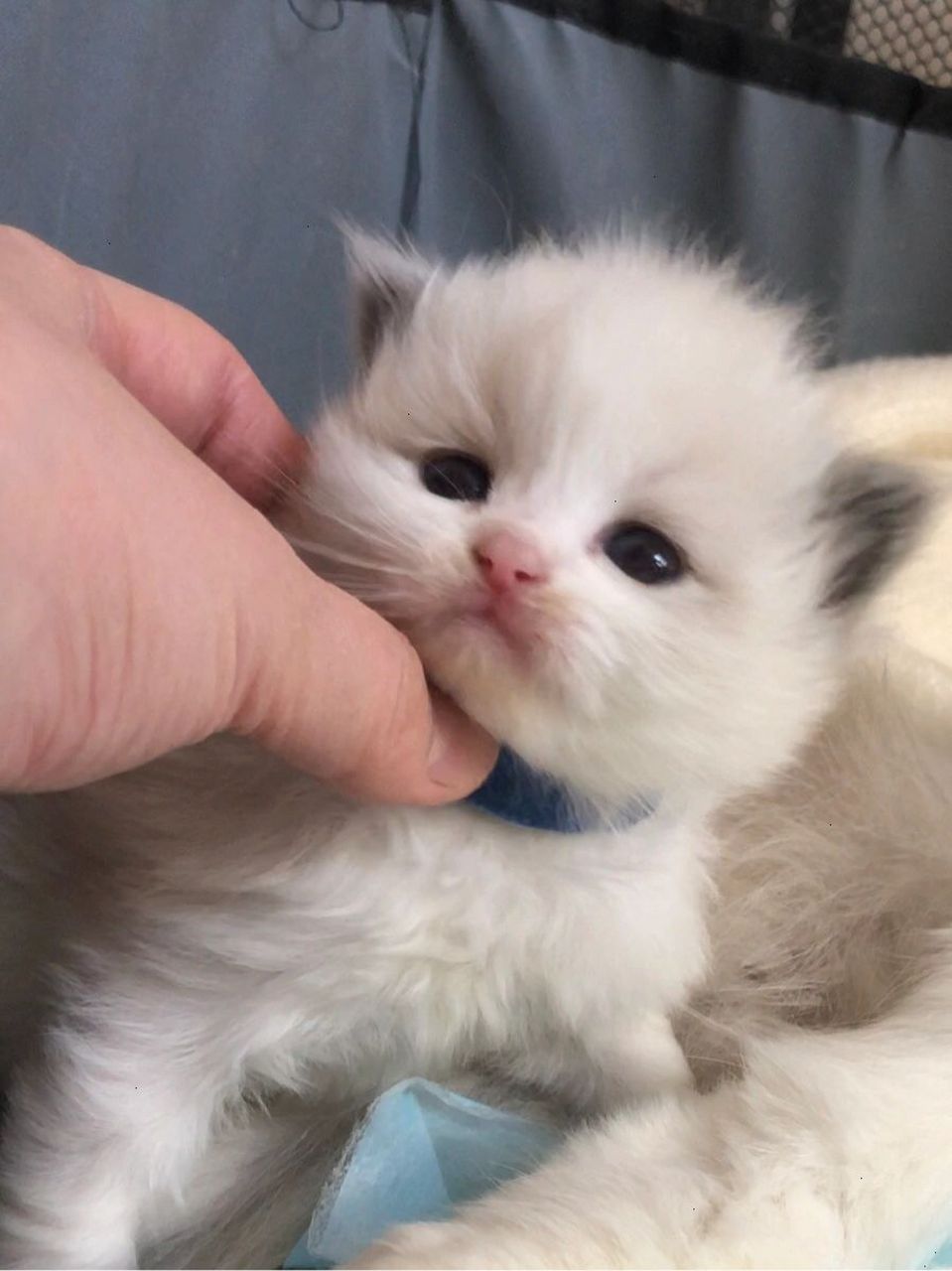 一个月小猫脱肛治愈分享 小猫体质 脱肛的小猫在出生一个月内都是同窝
