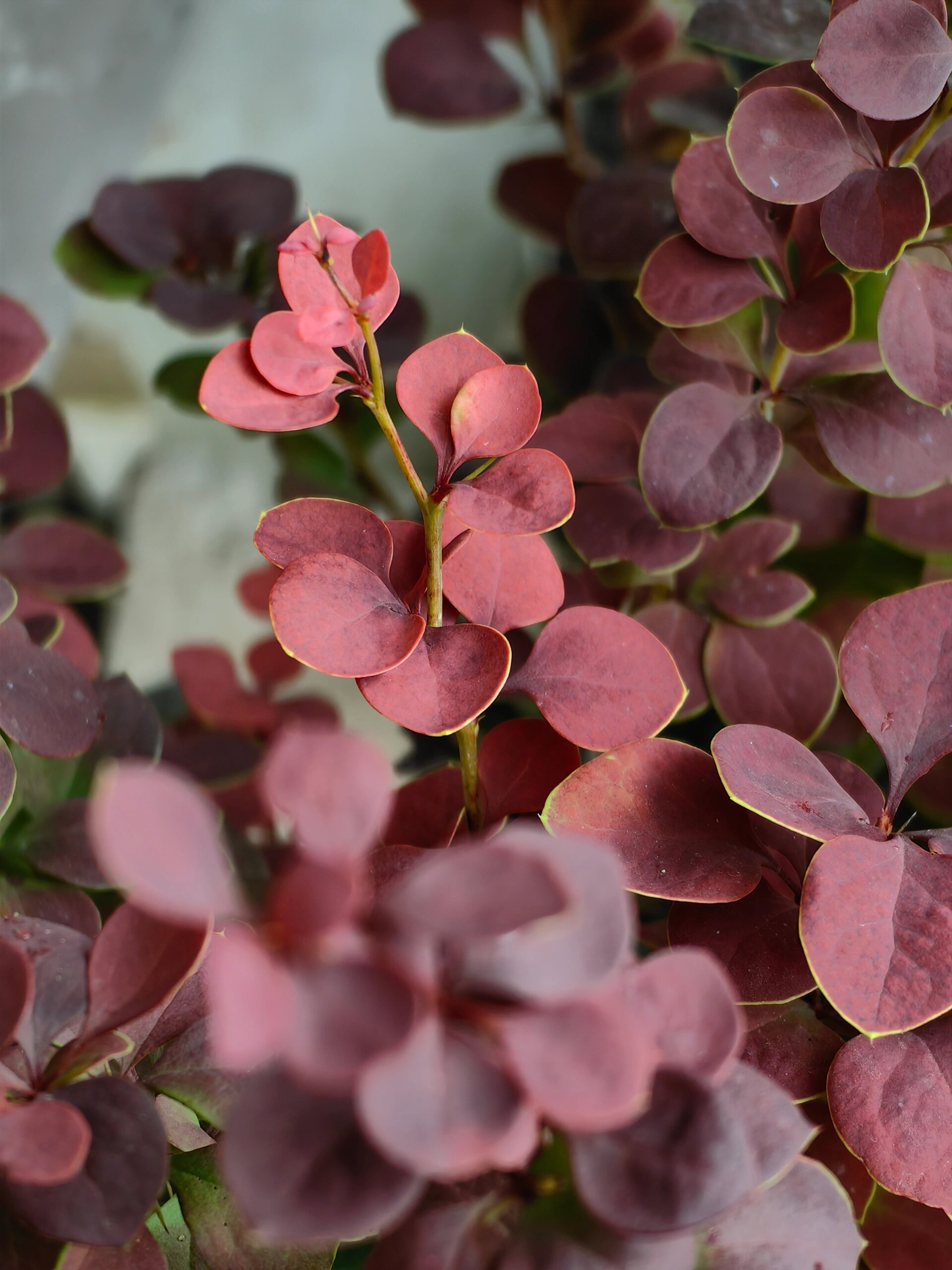 小破,小檗,都是我.红叶小檗!