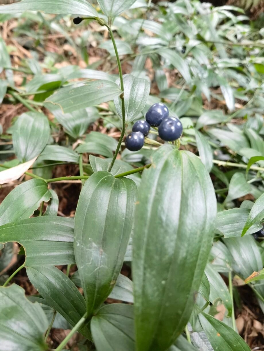 长蕊万寿竹