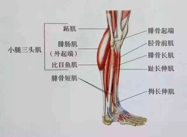 腓肠肌位置及功能: 系小腿后群肌之一.紧
