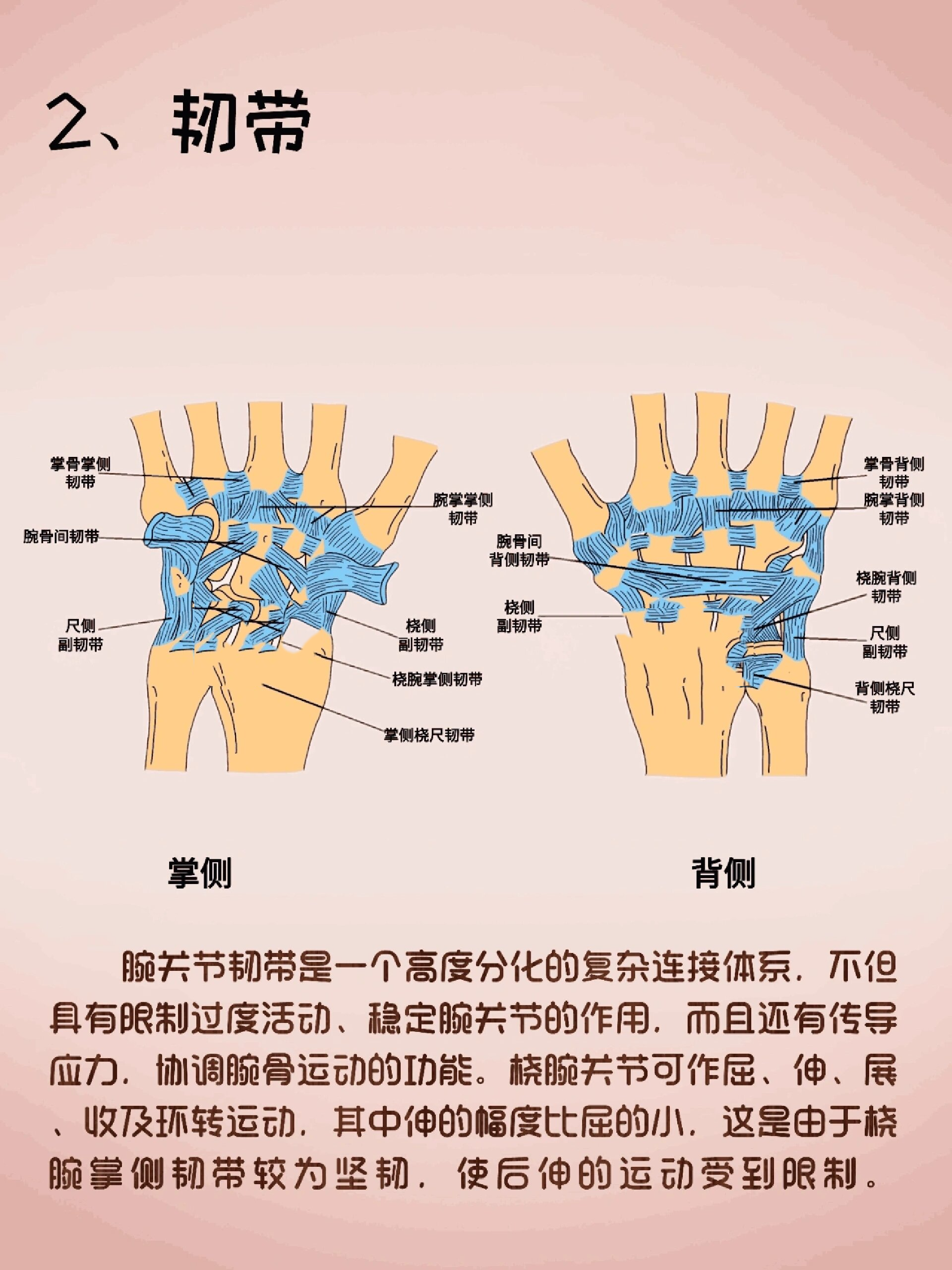 手腕图解大全图片大全图片