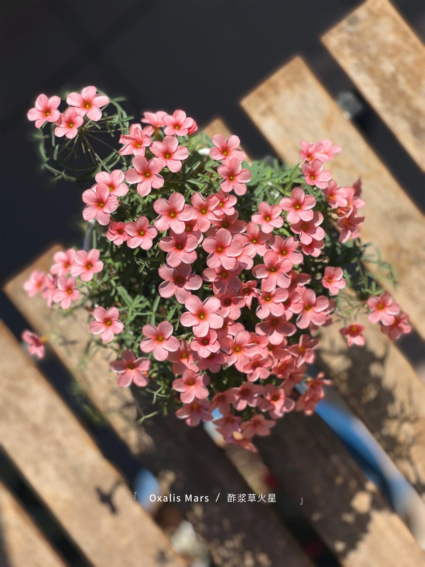 酢浆草火星,花色超美推荐 爱丽丝五号12口径 球量:五大球五珠芽 控型