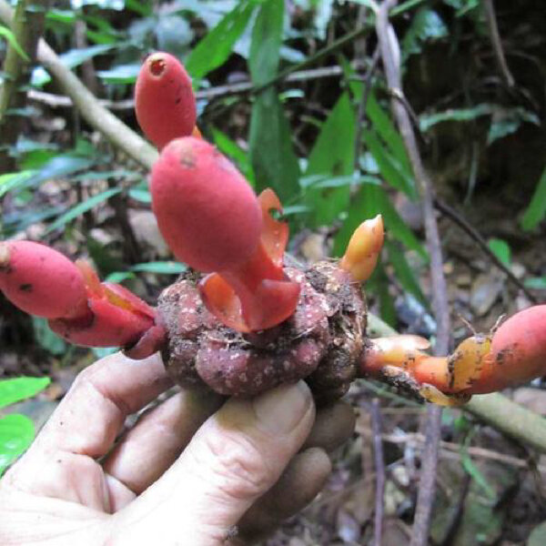 顶天柱不单单是补肾,年轻人能用来泡水喝吗 顶天柱,学全名是"回春草"