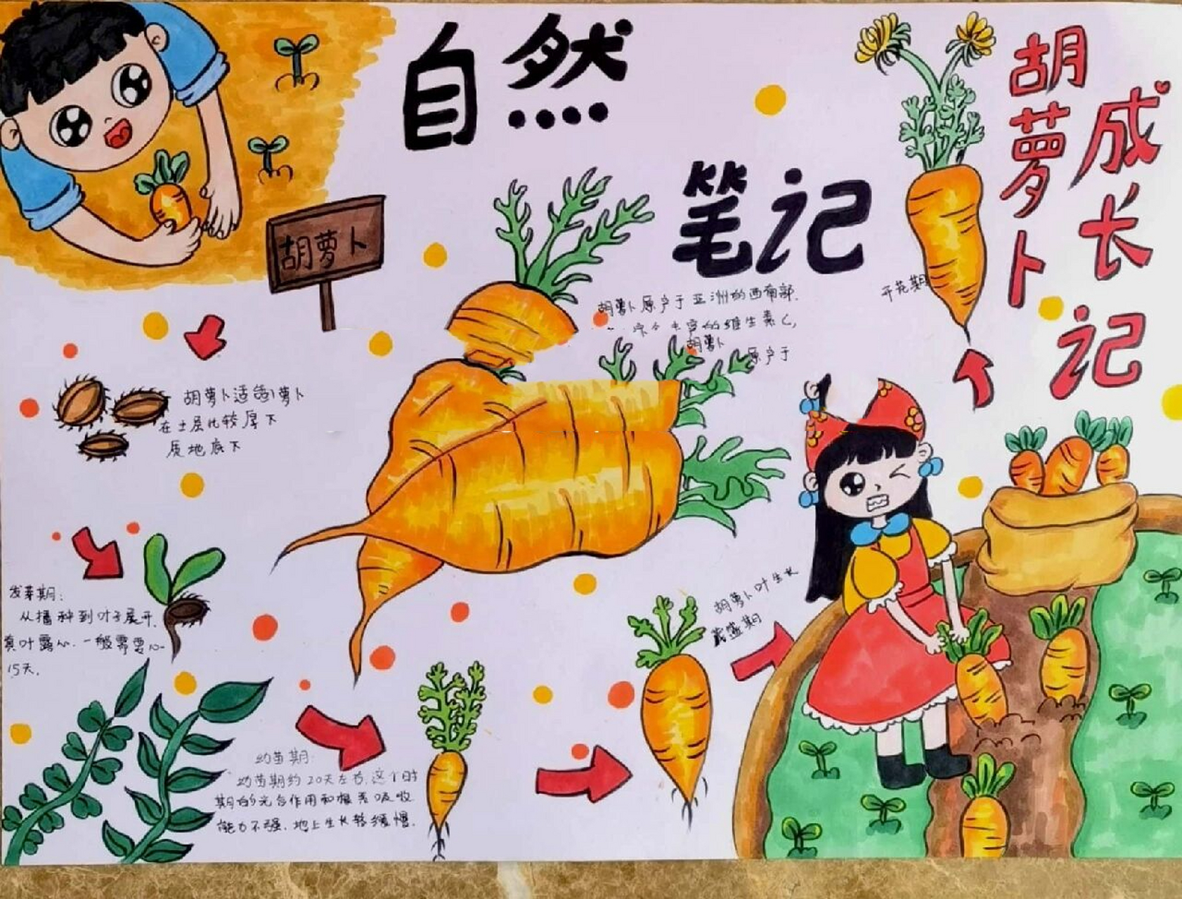 自然笔记画,胡萝卜的生长 自然笔记画,胡萝卜的成长画,胡萝卜生长画