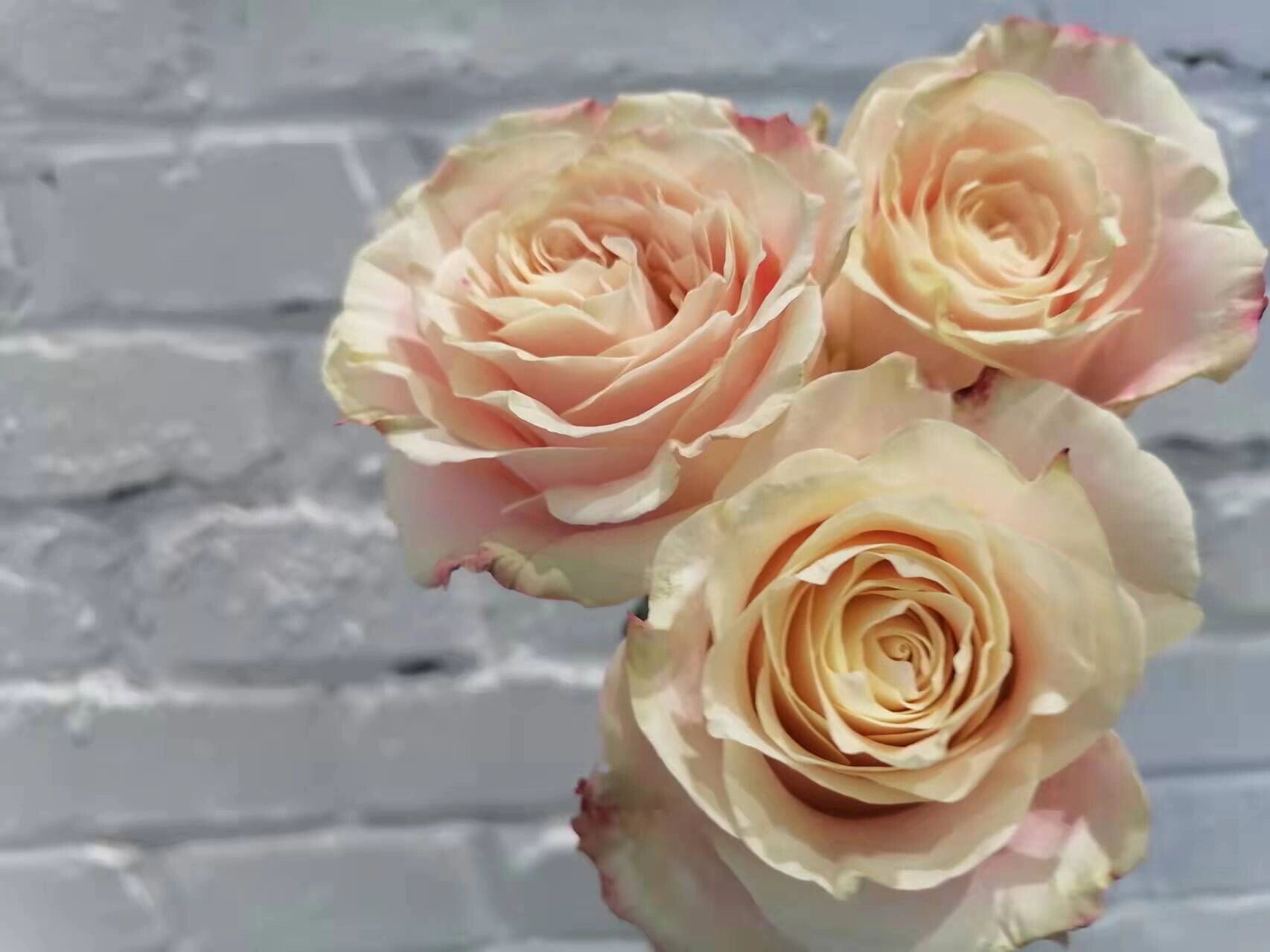 每日识花——楼兰玫瑰 楼兰玫瑰是一款淡香玫瑰.