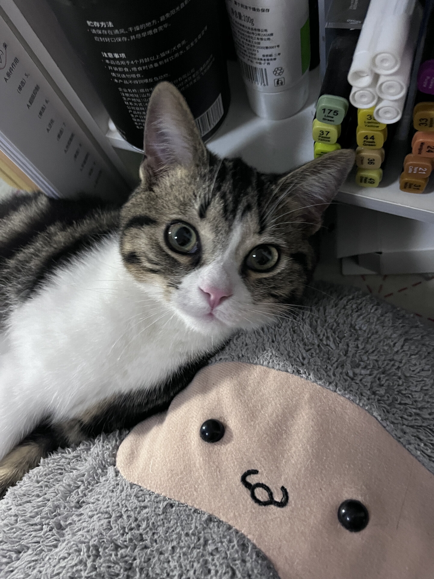 猫咪打完第三针疫苗后脖子后边有个硬块 1月31号打完的疫苗,刚打完的