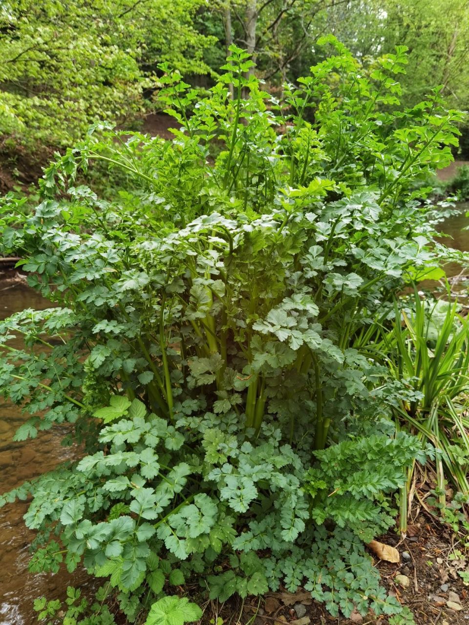 野红芹菜中药图片图片