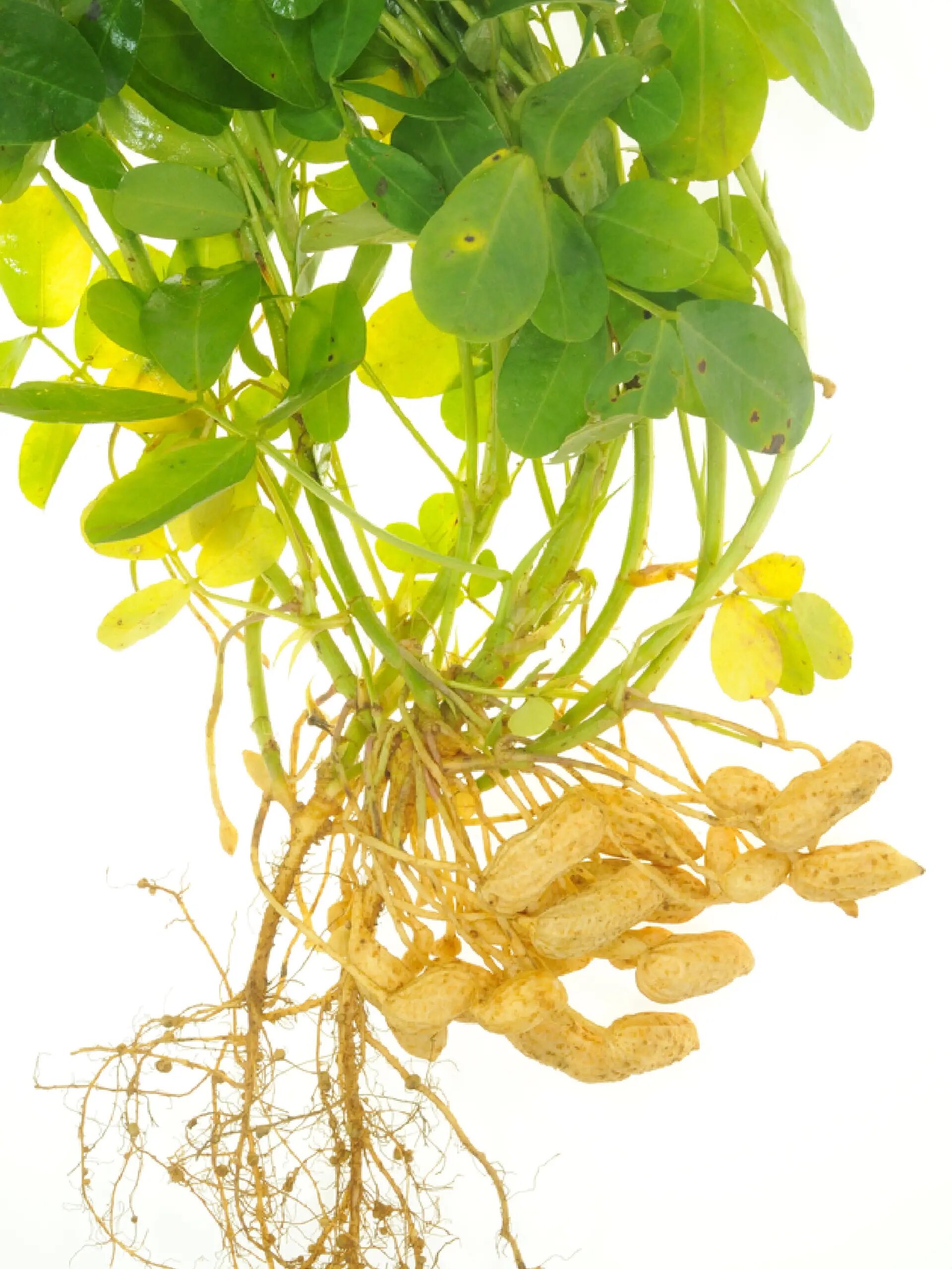 花生是如何生长的?花生知识儿童科普 花生知多少?