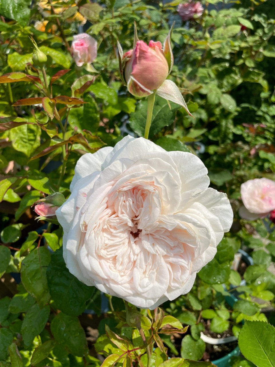 今天的月季 特别新娘 博斯科贝尔 这一朵开了一周多,已经超过13cm的