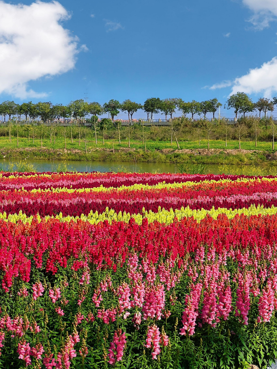 带你到东莞桥头的宝藏花海02为它心动800次 朋友们趁着阳光明媚的